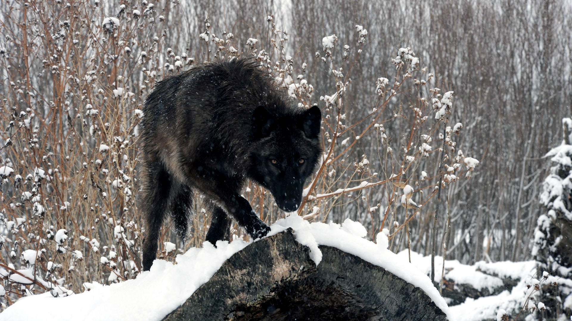 Descarga gratuita de fondo de pantalla para móvil de Animales, Lobo.