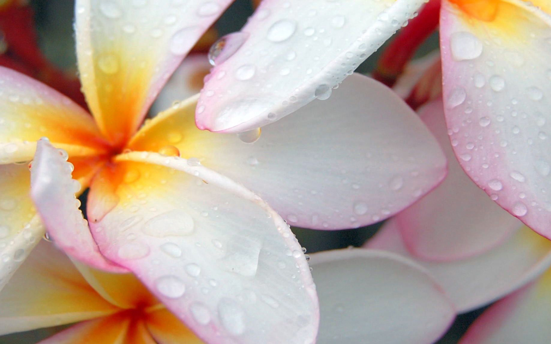 Free download wallpaper Flowers, Flower, Earth, Frangipani on your PC desktop