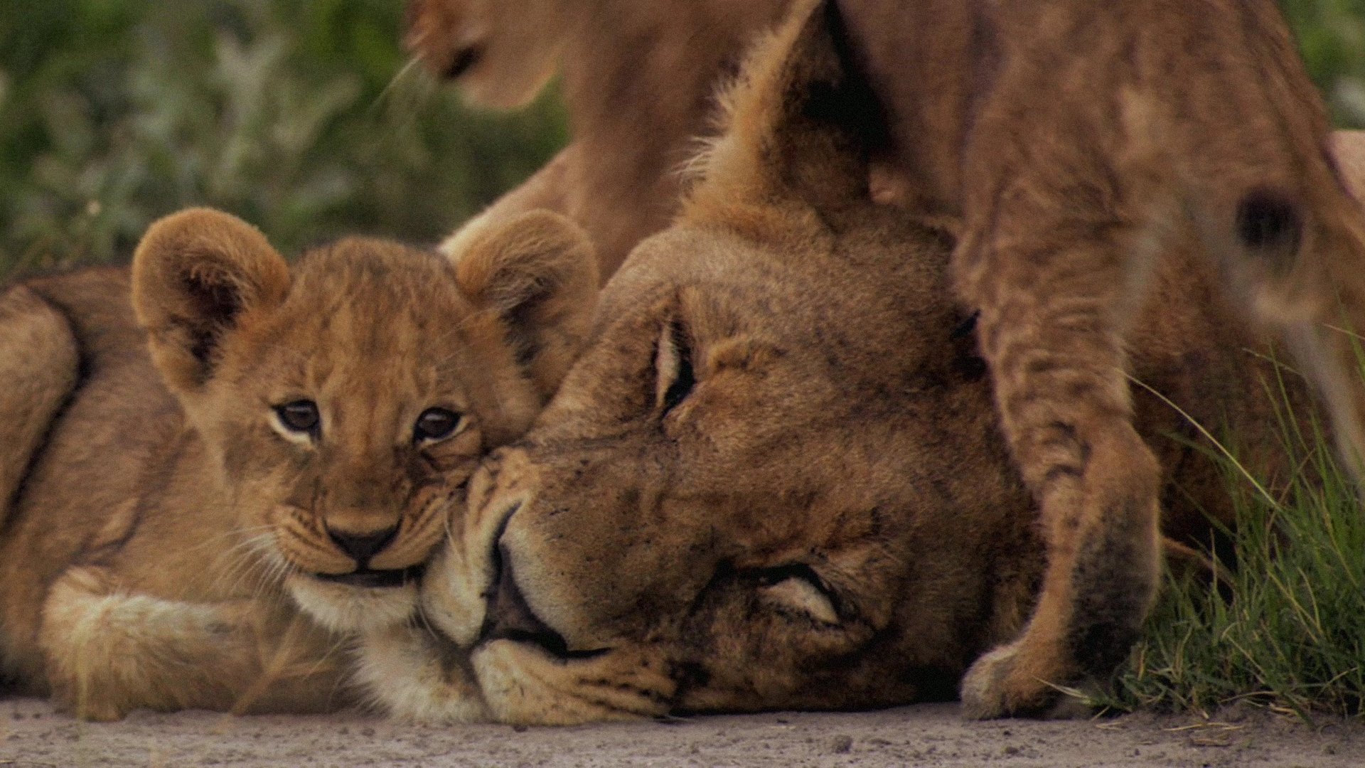 Laden Sie das Tiere, Katzen, Liebe, Löwe, Süß, Jungtier-Bild kostenlos auf Ihren PC-Desktop herunter