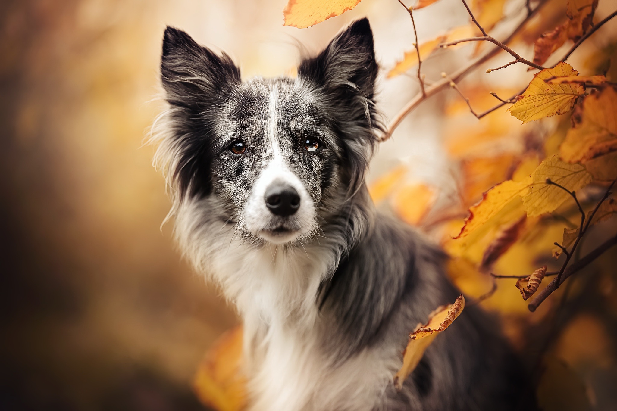 Handy-Wallpaper Tiere, Hunde, Hund kostenlos herunterladen.