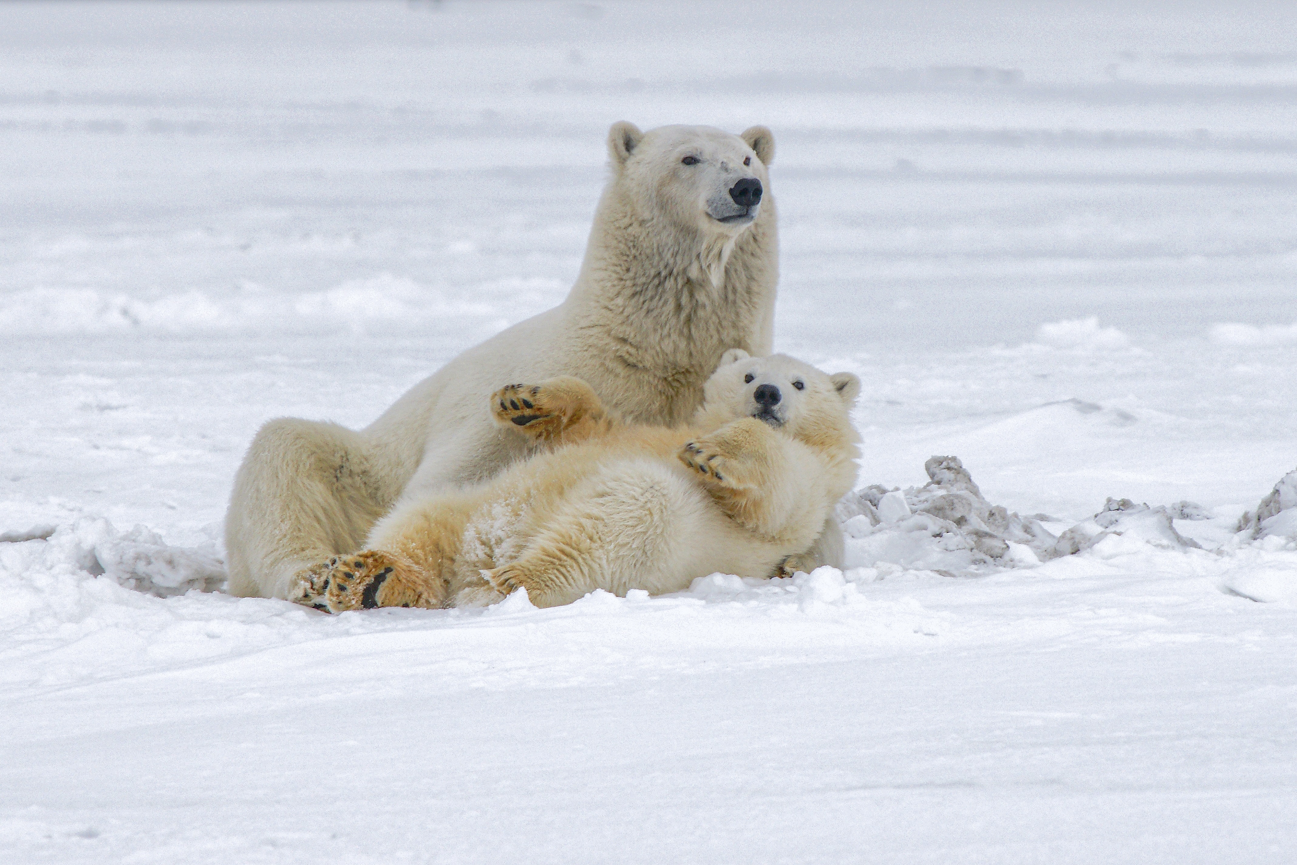 bears, polar bears, animals, snow, white Full HD