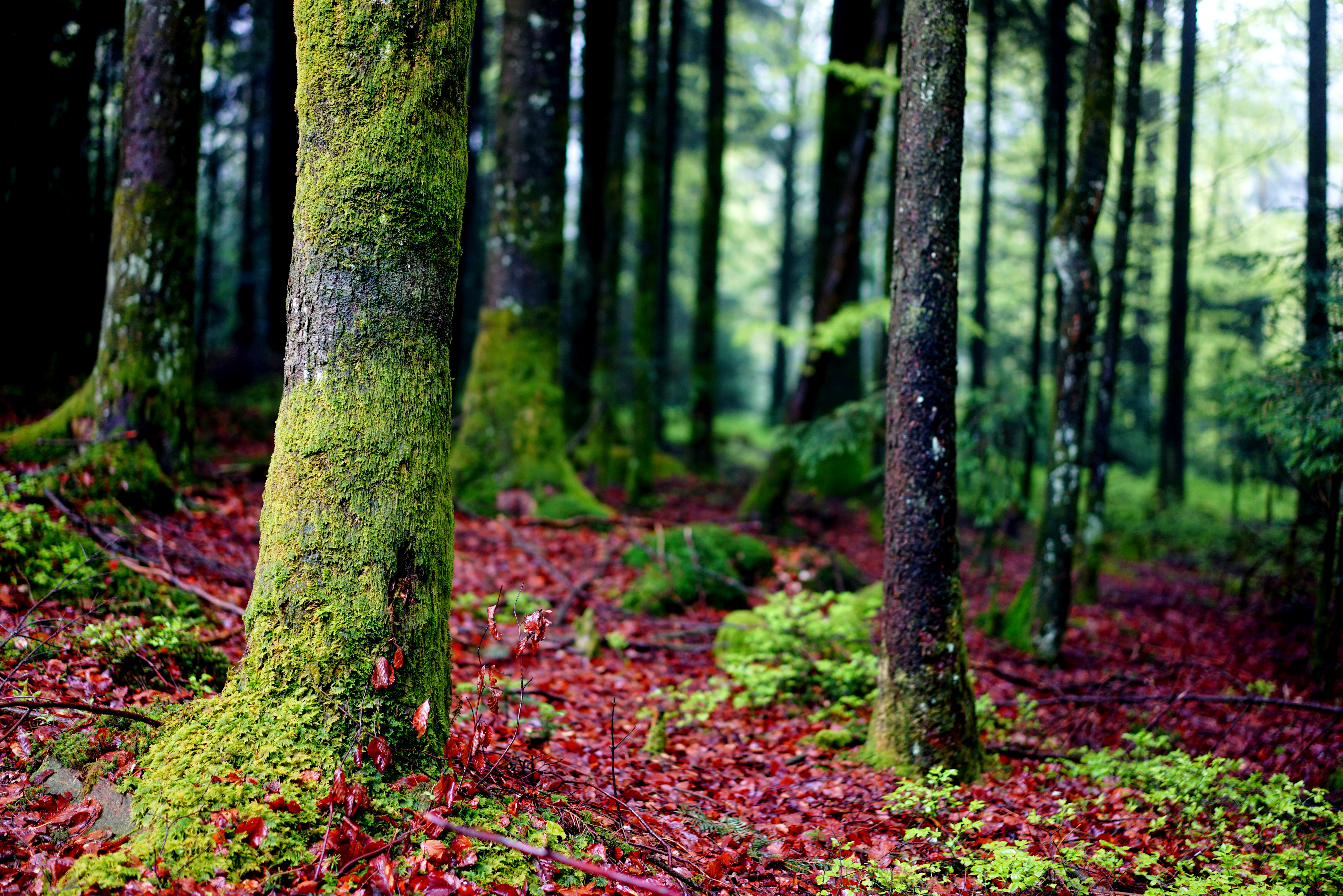 Download mobile wallpaper Trees, Forest, Bark, Moss, Nature for free.