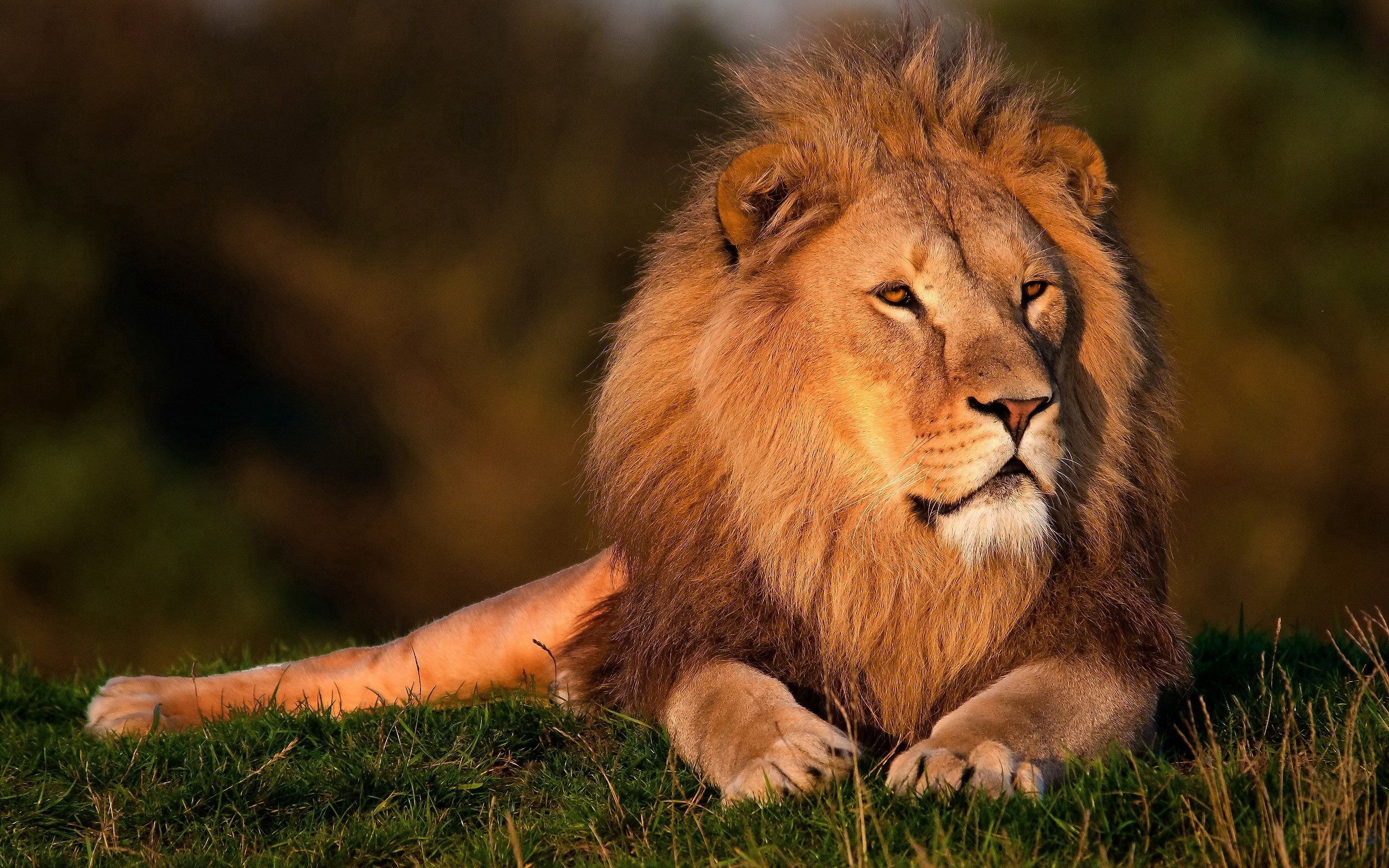 big cat, animals, grass, lion, mane, king of beasts, king of the beasts HD wallpaper