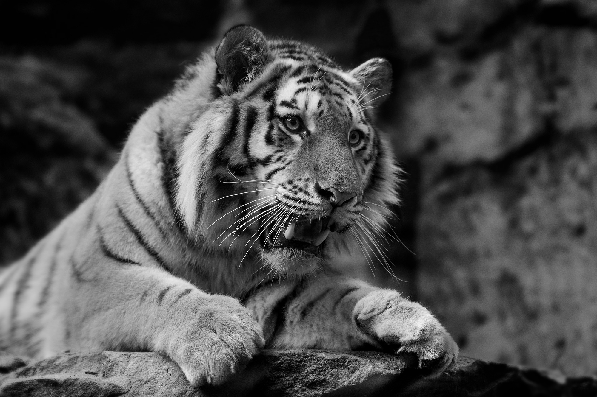 Laden Sie das Tiere, Katzen, Tiger, Schwarz Weiß-Bild kostenlos auf Ihren PC-Desktop herunter