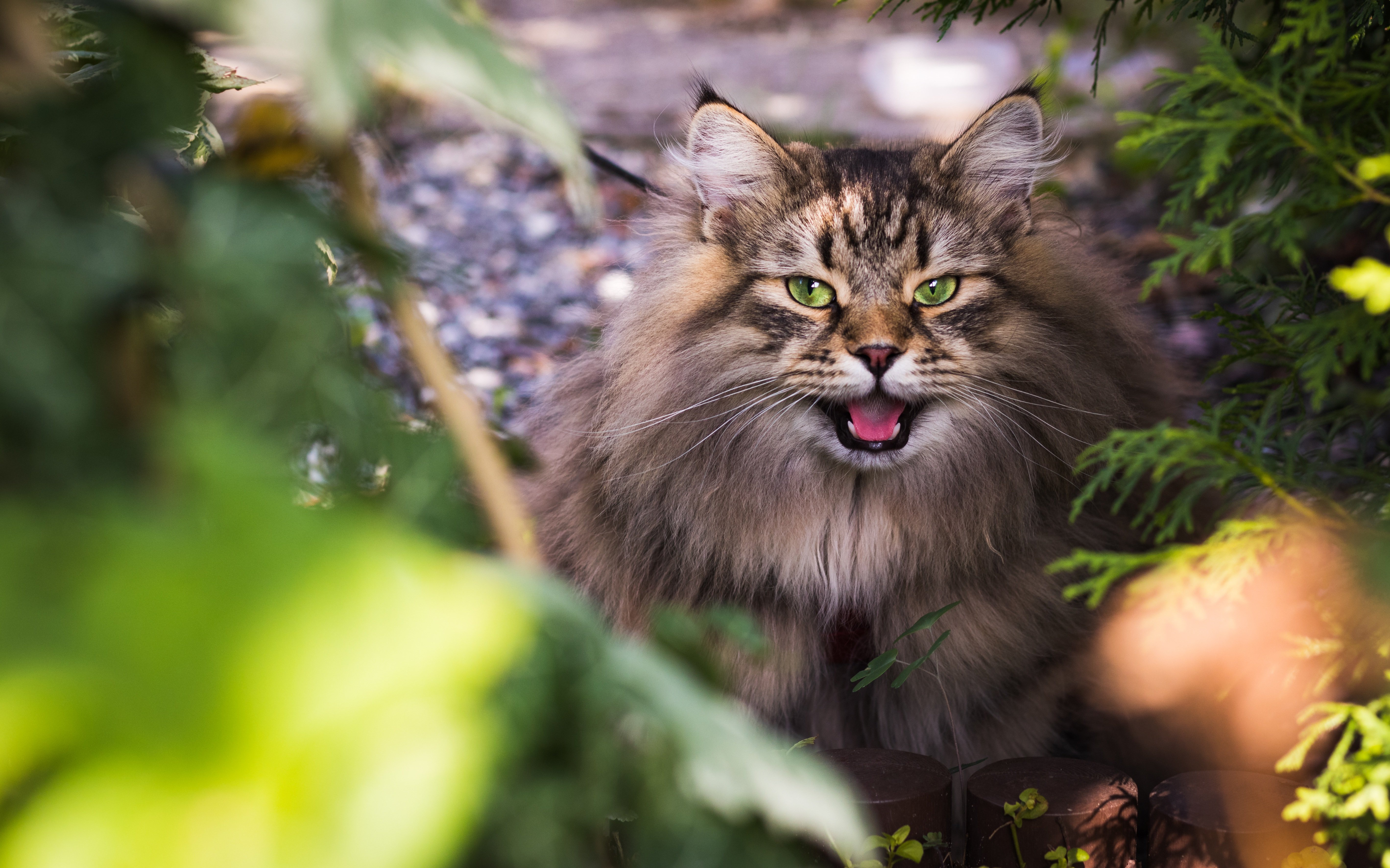 PCデスクトップに動物, ネコ, 猫画像を無料でダウンロード