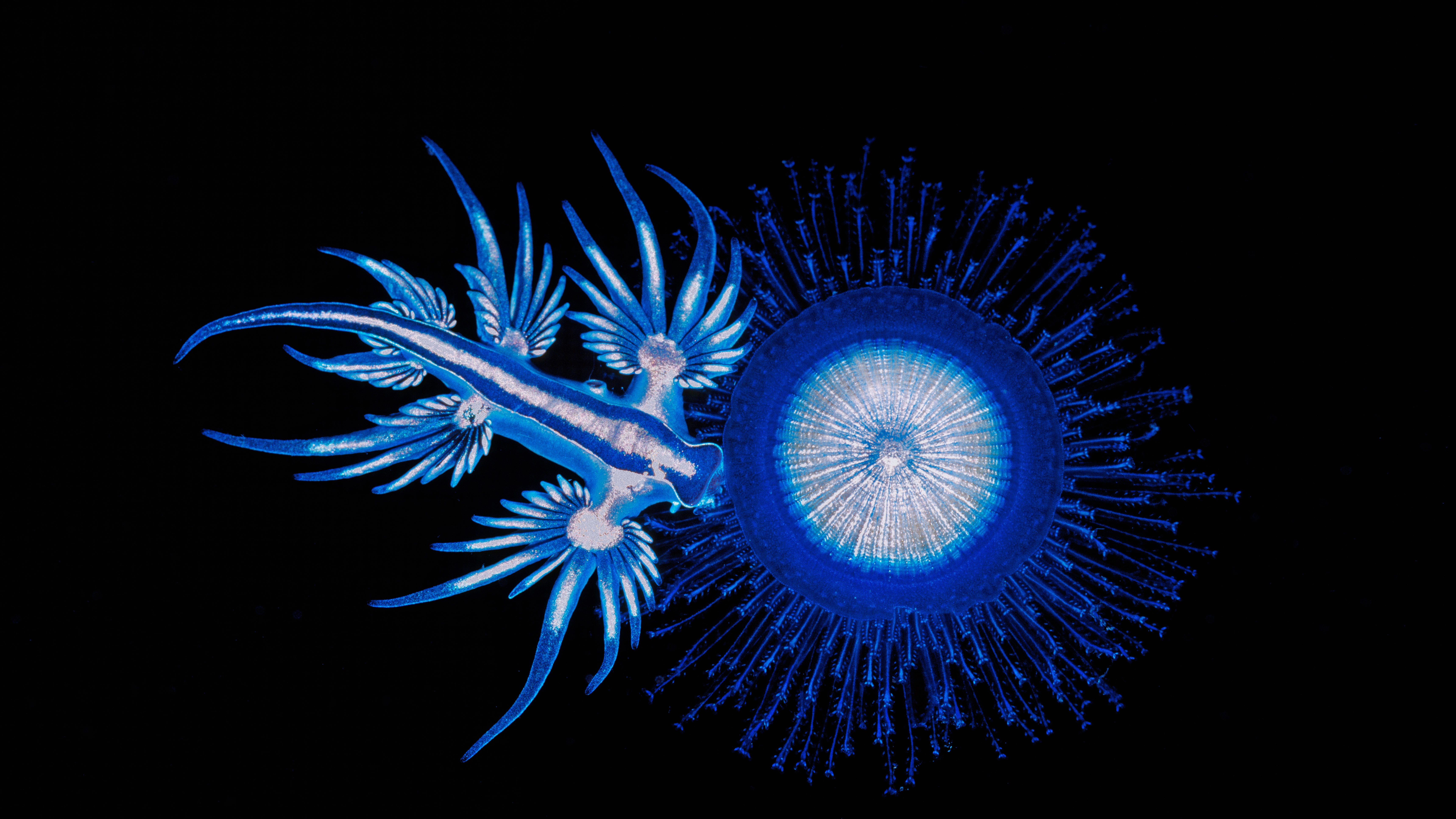 animal, sea slug, nudibranch, sea life