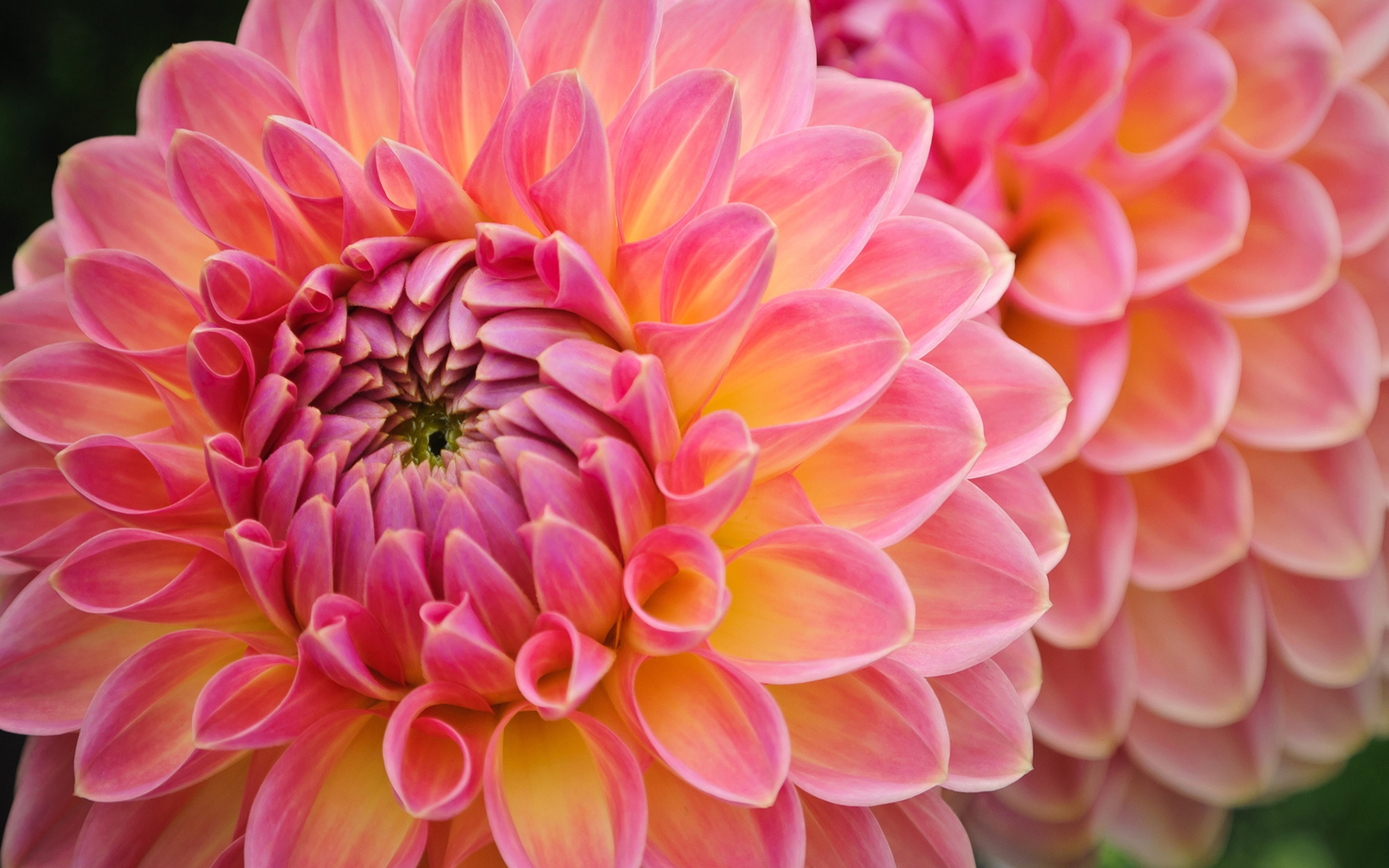 Download mobile wallpaper Flowers, Flower, Earth, Dahlia, Pink Flower for free.