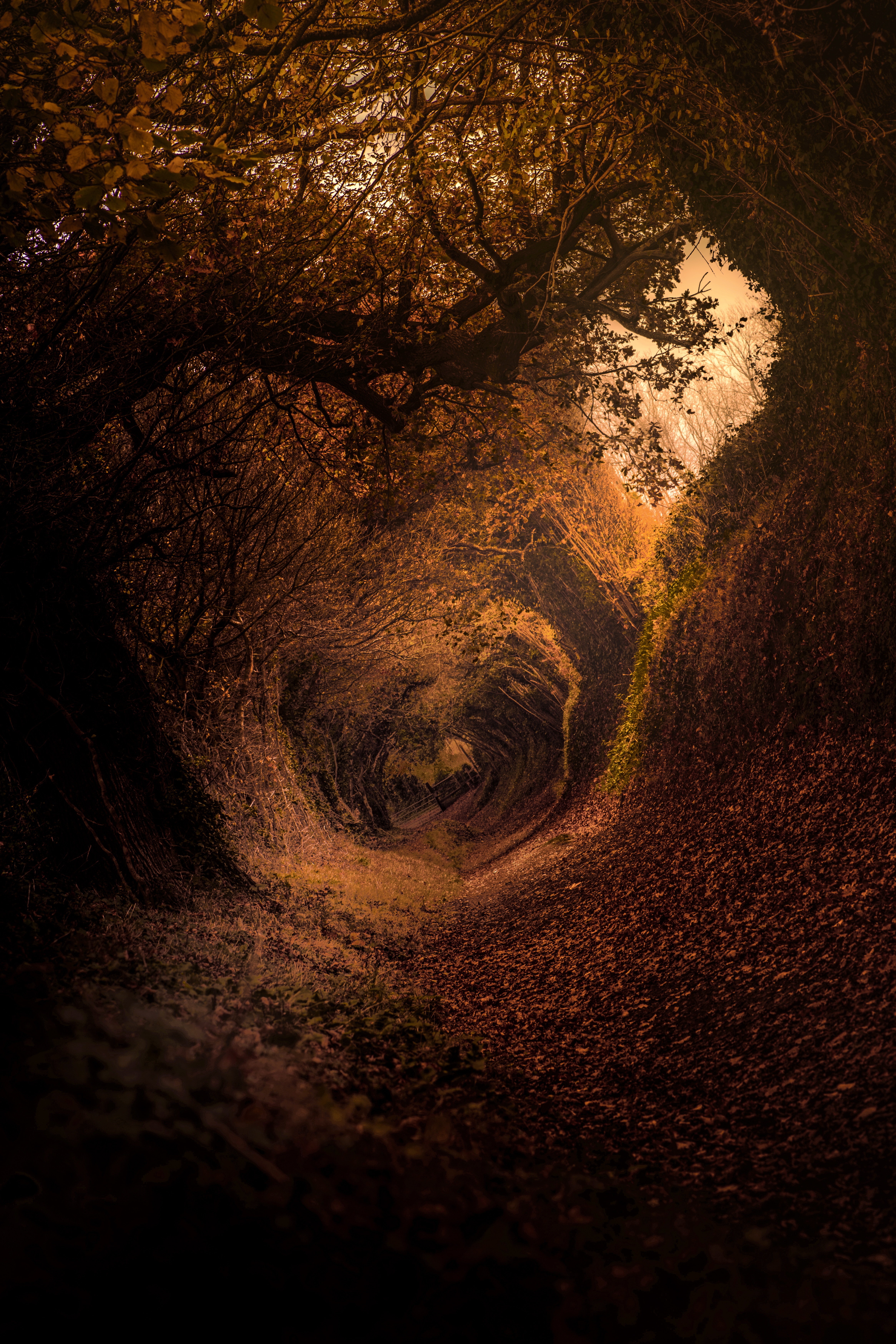 Free download wallpaper Forest, Path, Involute, Nature, Rotation, Swirling, Autumn on your PC desktop