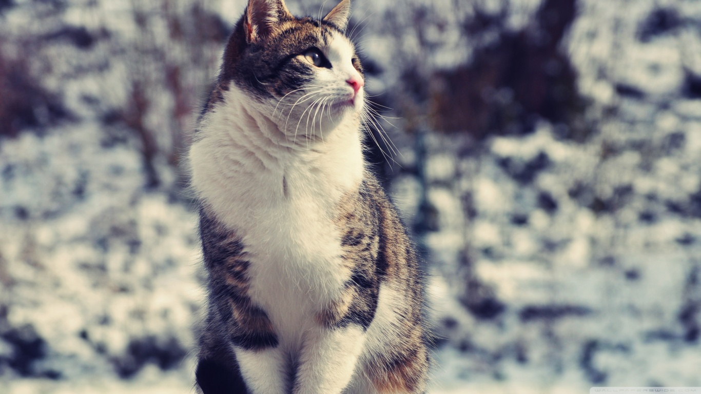 Téléchargez gratuitement l'image Animaux, Chats, Chat sur le bureau de votre PC