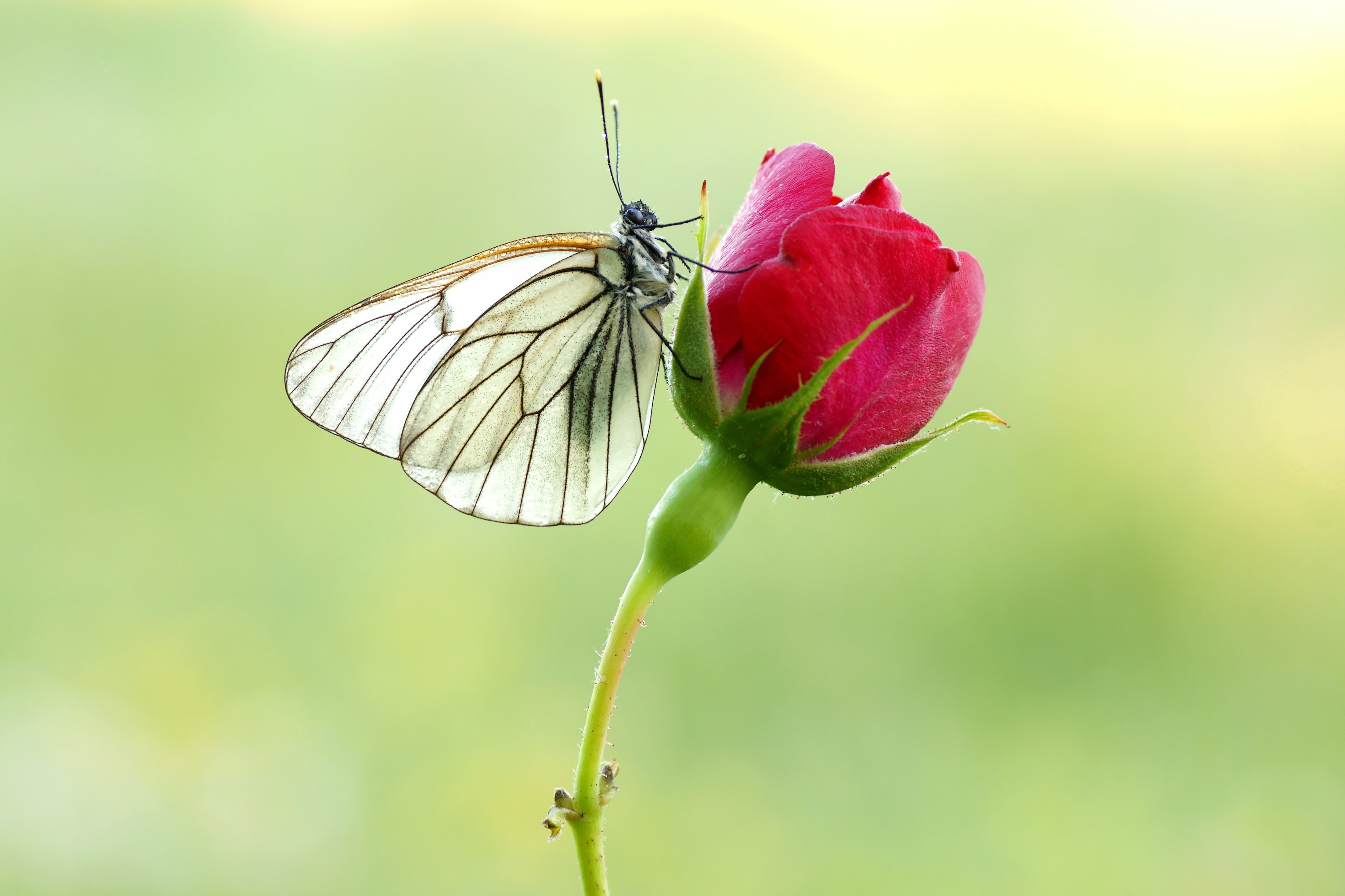 Download mobile wallpaper Flower, Macro, Insect, Butterfly, Animal for free.