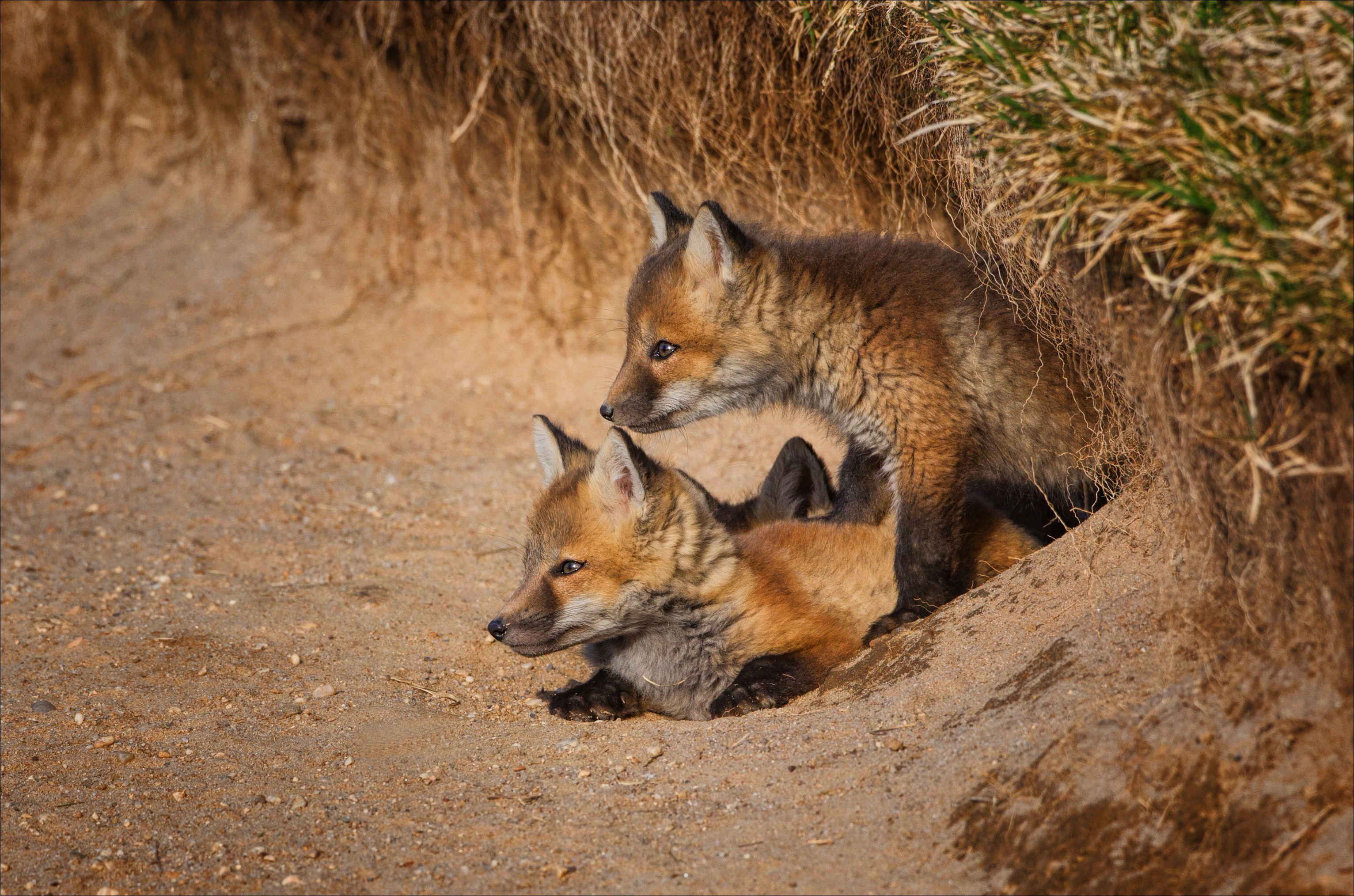 Handy-Wallpaper Tiere, Fuchs, Tierbaby kostenlos herunterladen.