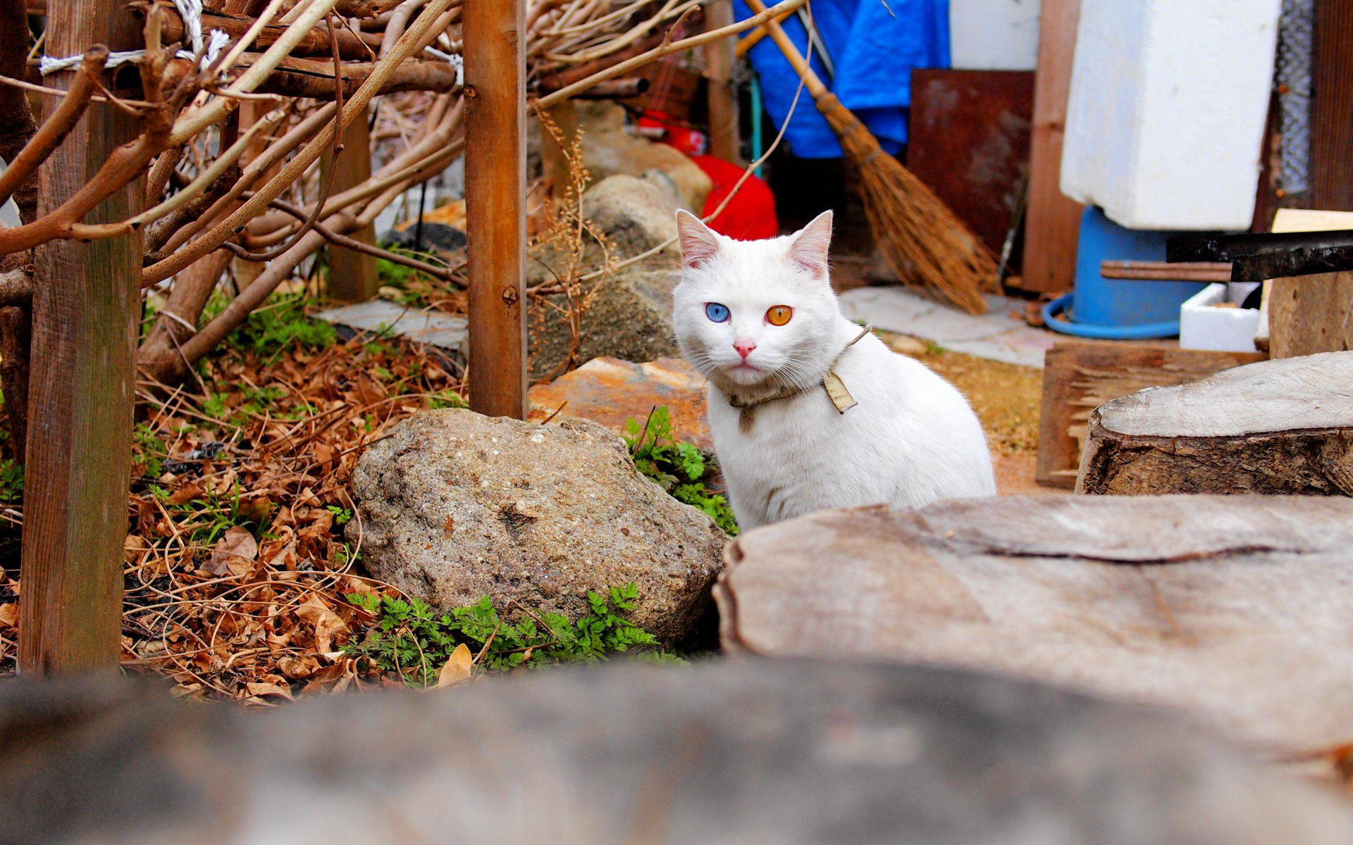 Baixar papel de parede para celular de Animais, Gatos, Gato gratuito.