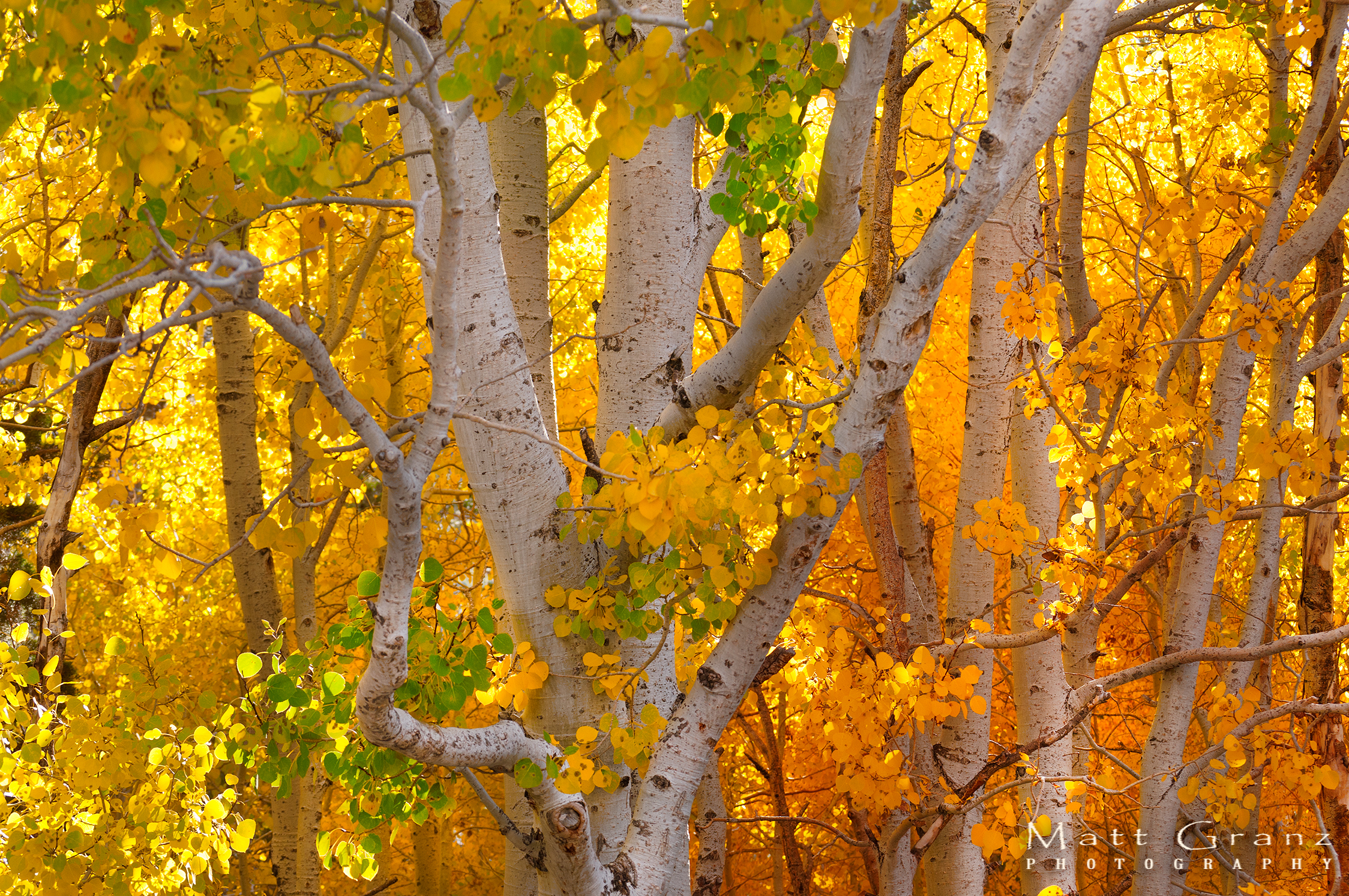 680545壁紙のダウンロード地球, 秋, バーチ, 色, 森, 葉, 木-スクリーンセーバーと写真を無料で