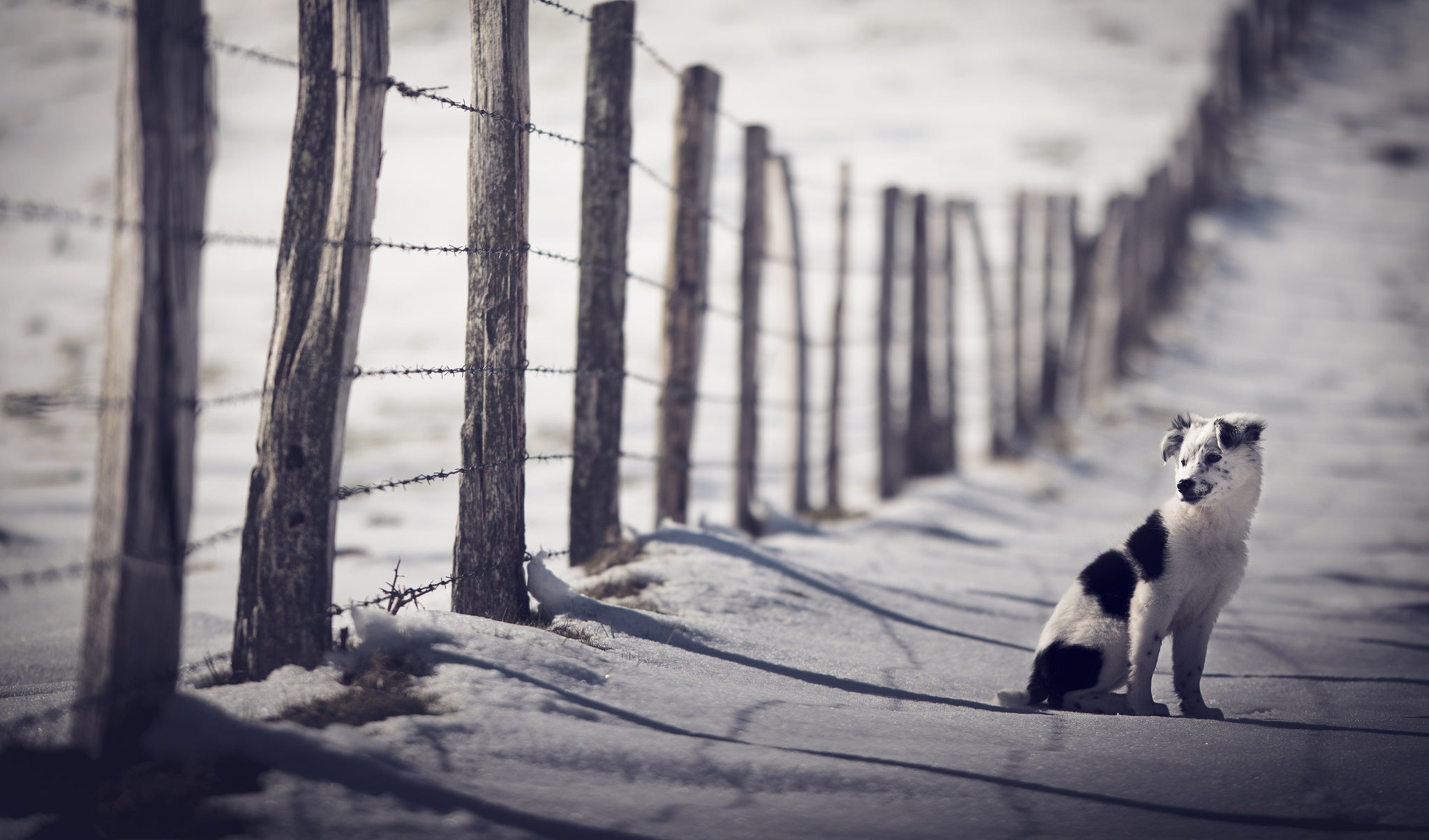 Free download wallpaper Dogs, Snow, Dog, Fence, Animal, Puppy, Border Collie, Baby Animal on your PC desktop