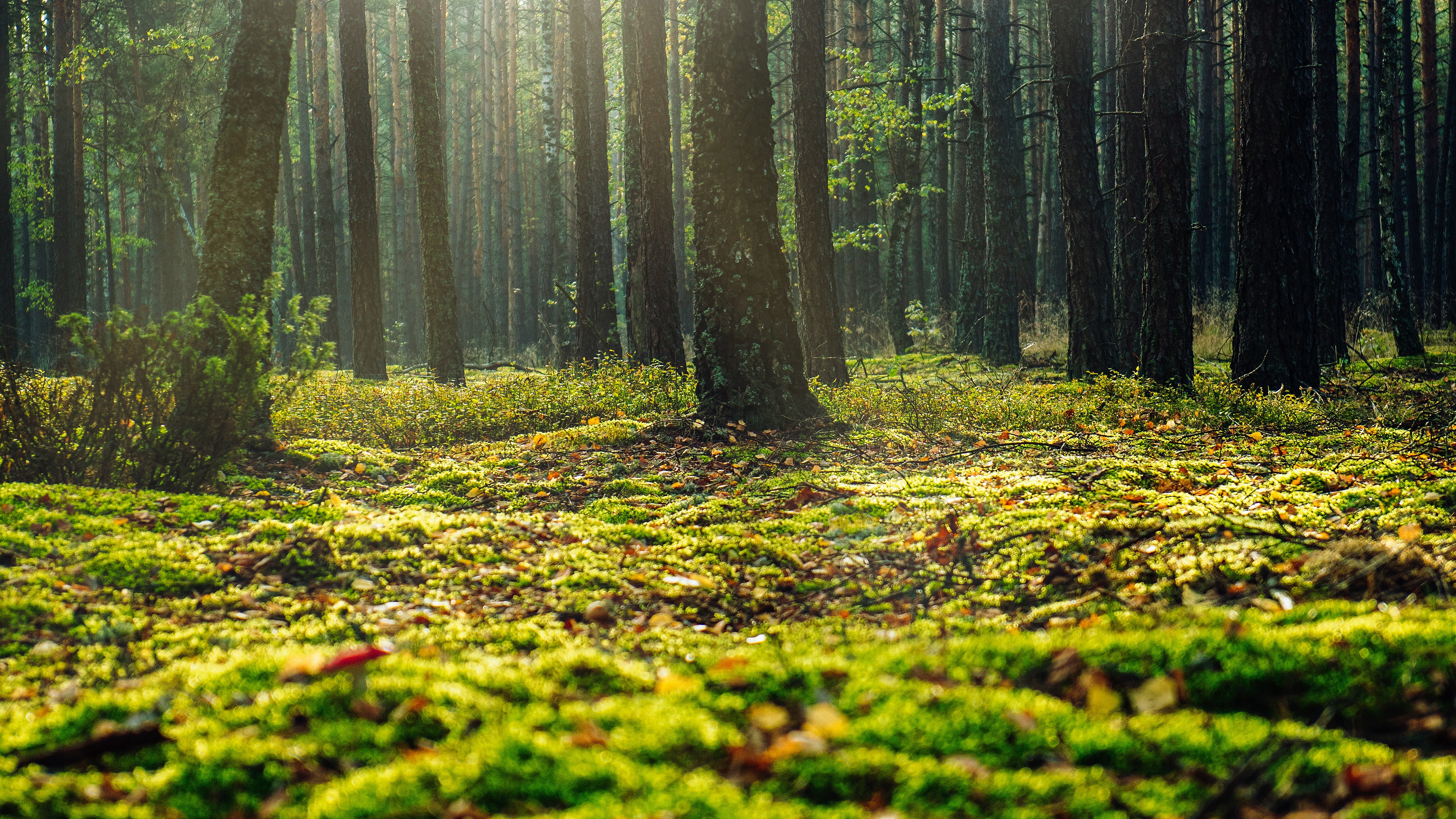 Laden Sie das Wald, Moos, Erde/natur-Bild kostenlos auf Ihren PC-Desktop herunter