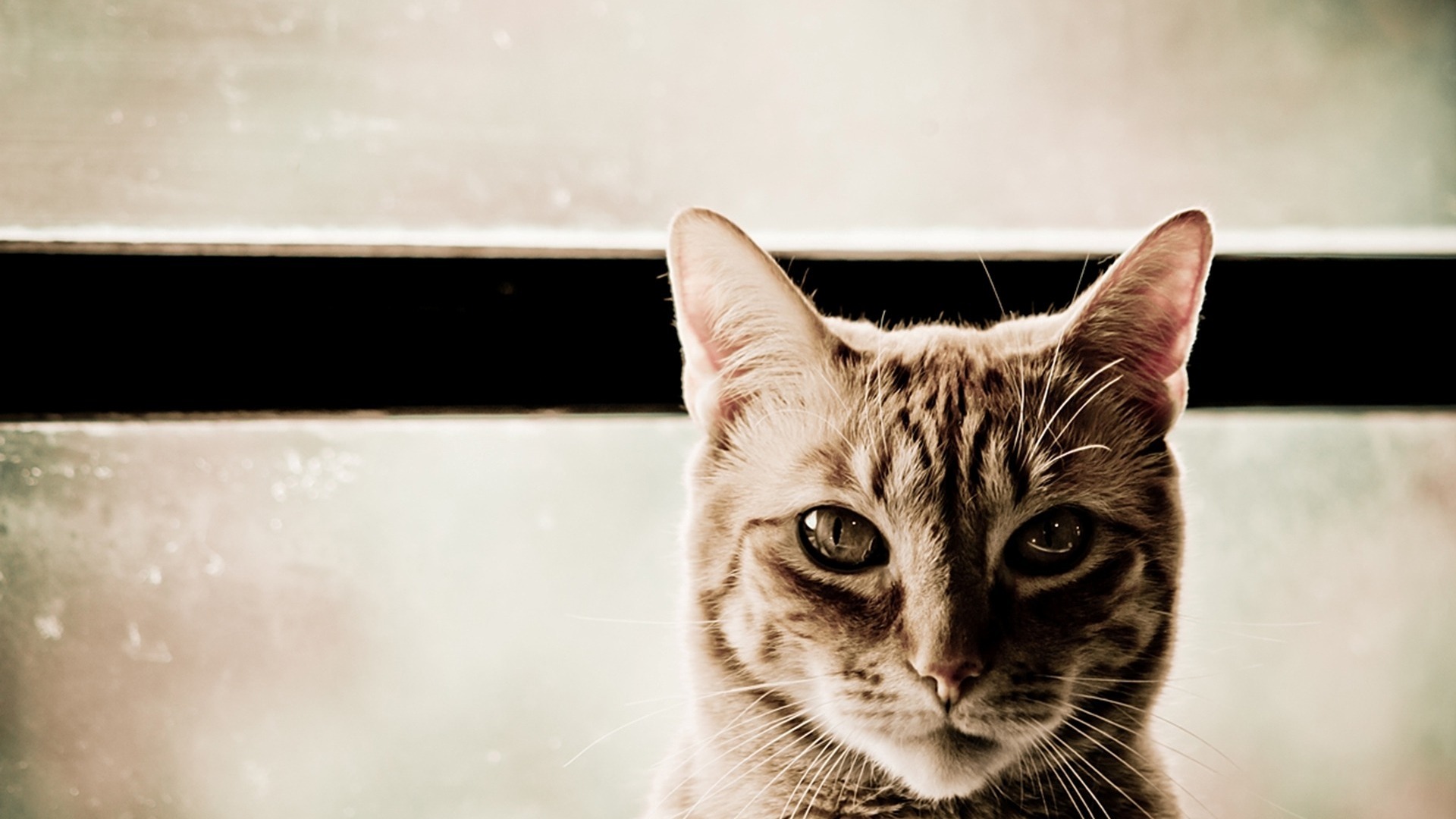 Free download wallpaper Cats, Cat, Animal on your PC desktop