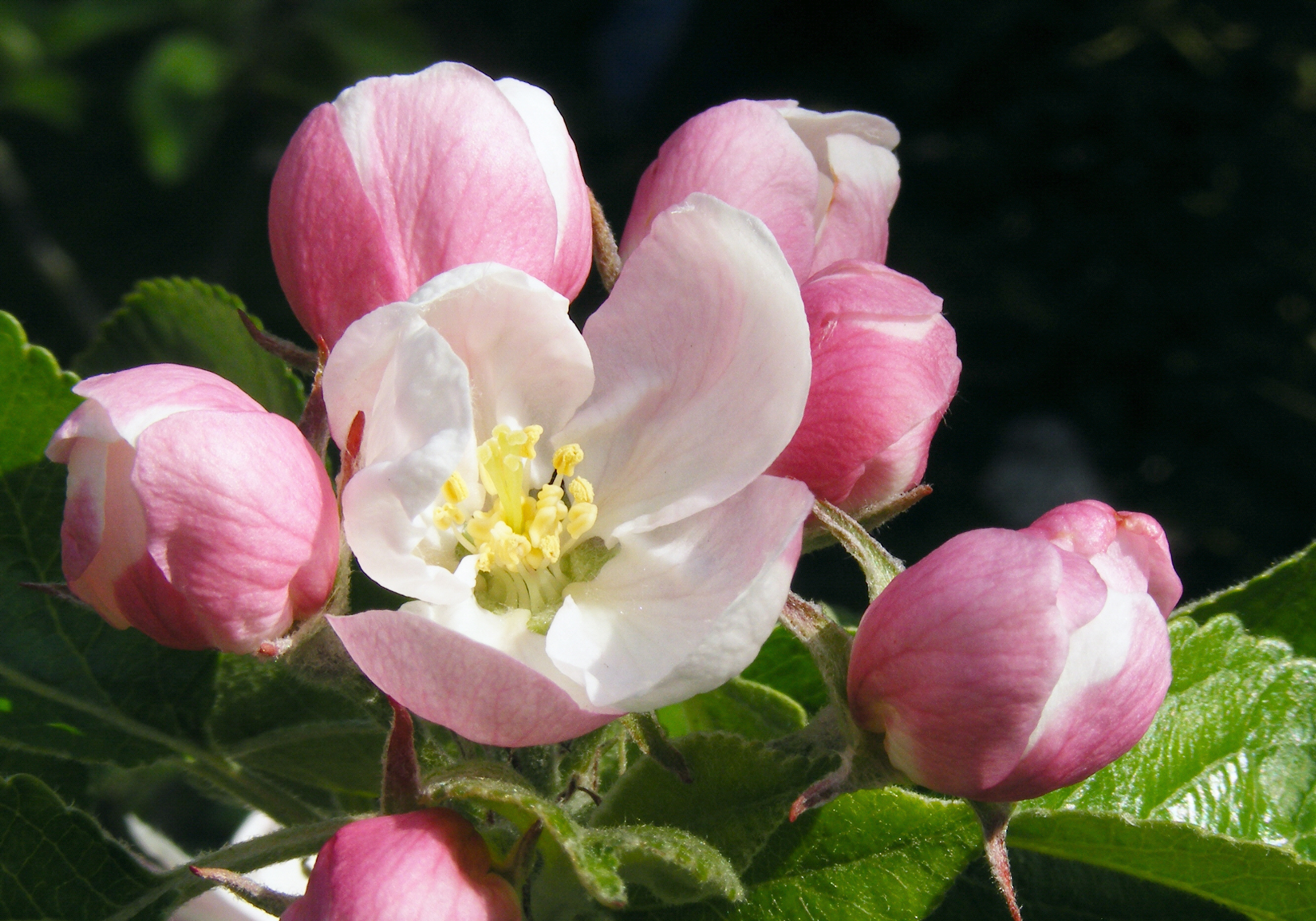 Descarga gratis la imagen Flores, Flor, Tierra/naturaleza en el escritorio de tu PC