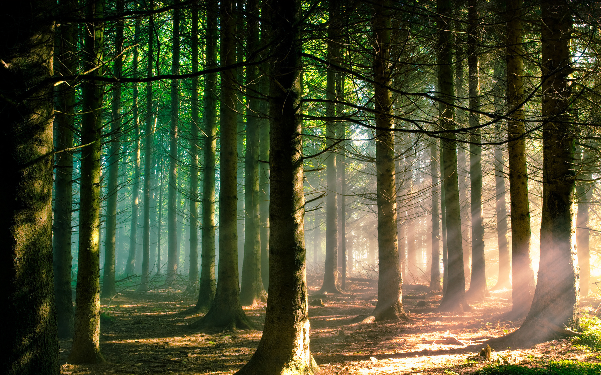 Download mobile wallpaper Forest, Earth, Sunlight, Sunbeam for free.