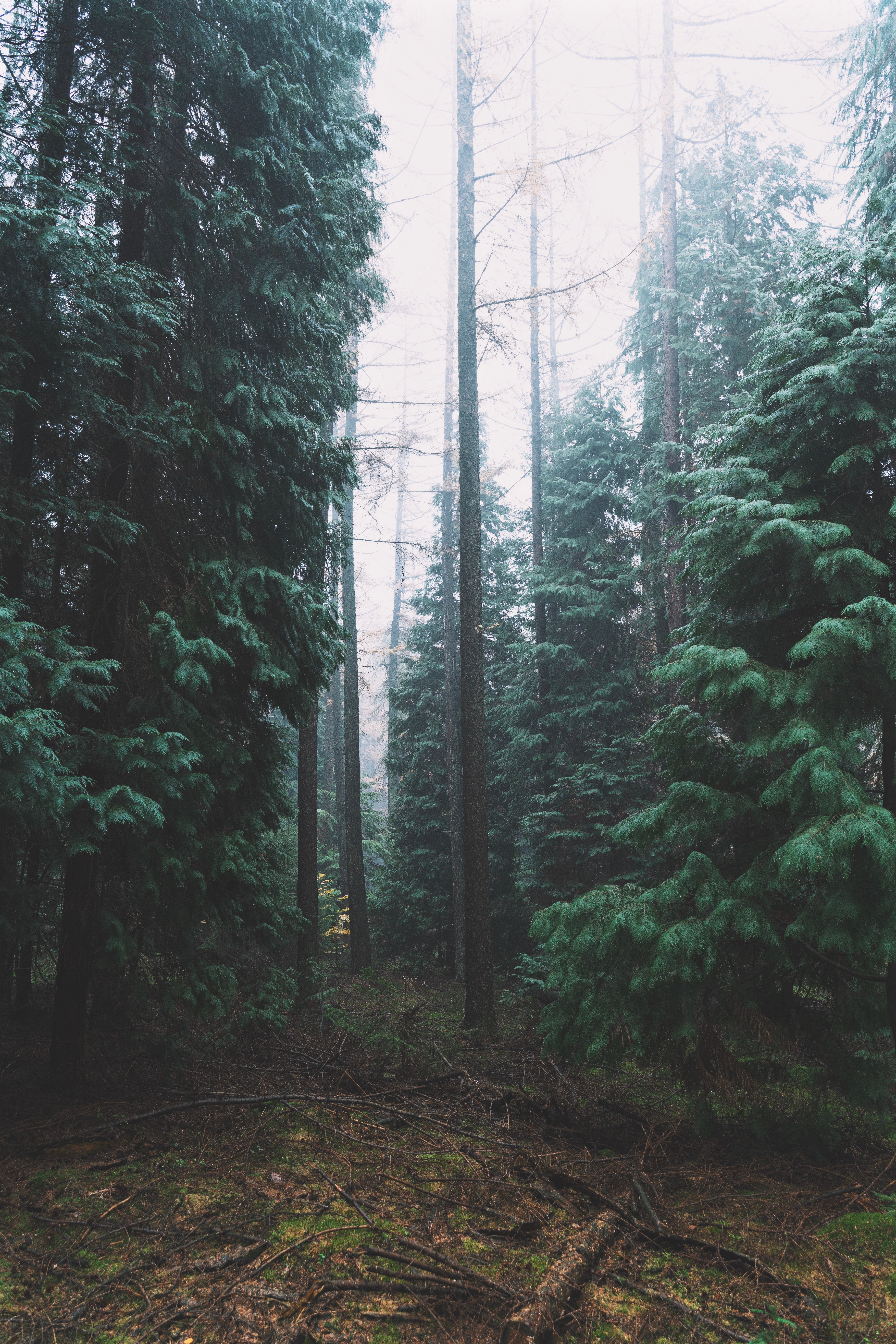 nature, trees, coniferous, forest, fog