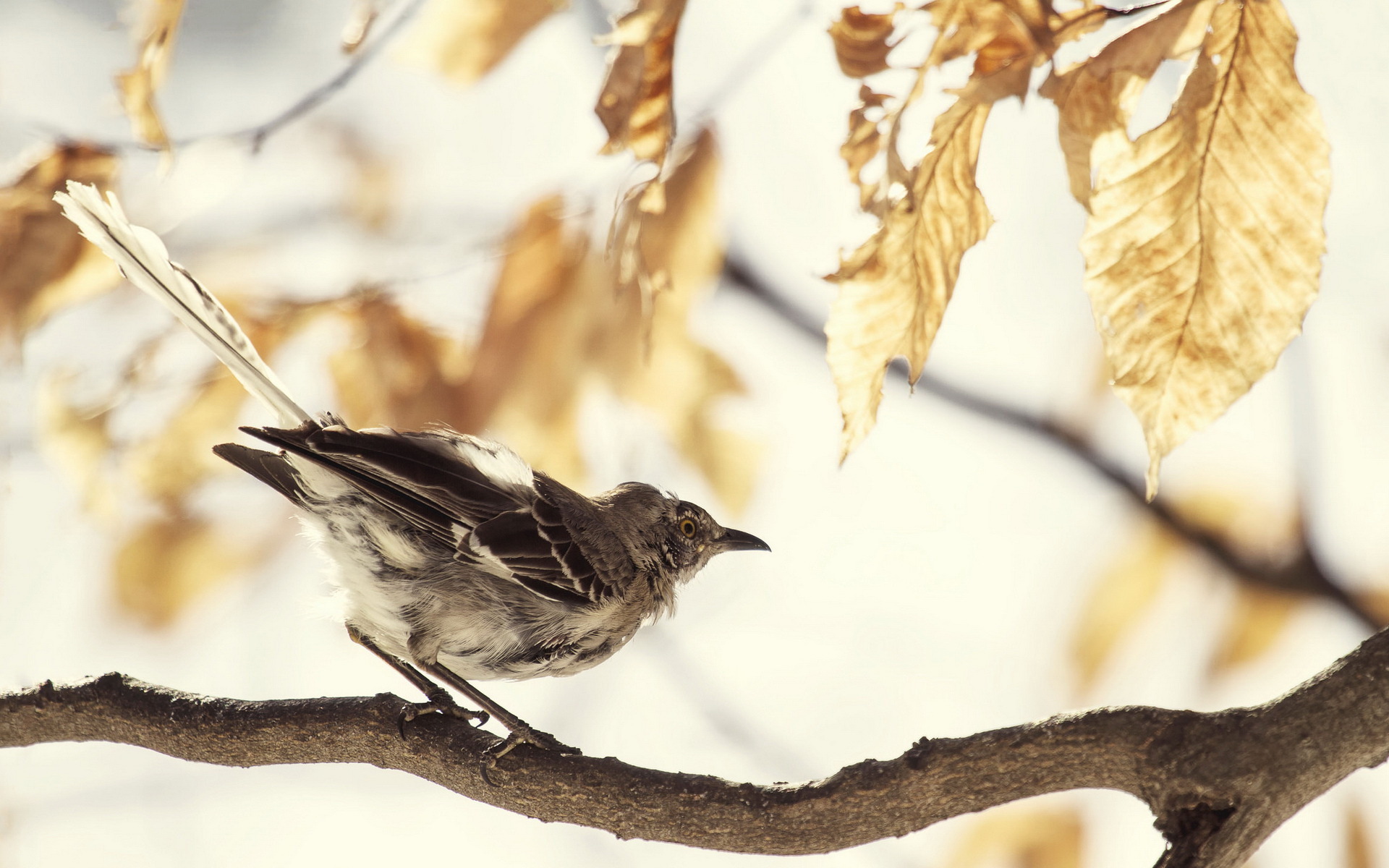 Descarga gratuita de fondo de pantalla para móvil de Animales, Aves, Ave.