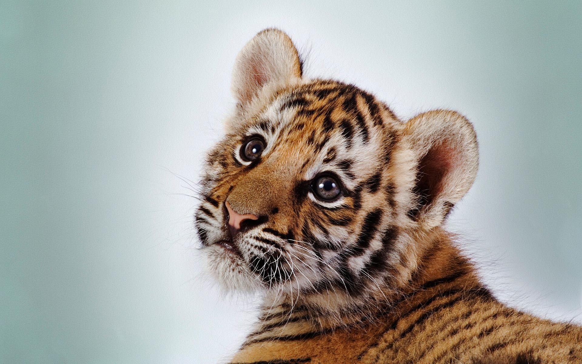 48229 télécharger le fond d'écran tigres, animaux - économiseurs d'écran et images gratuitement