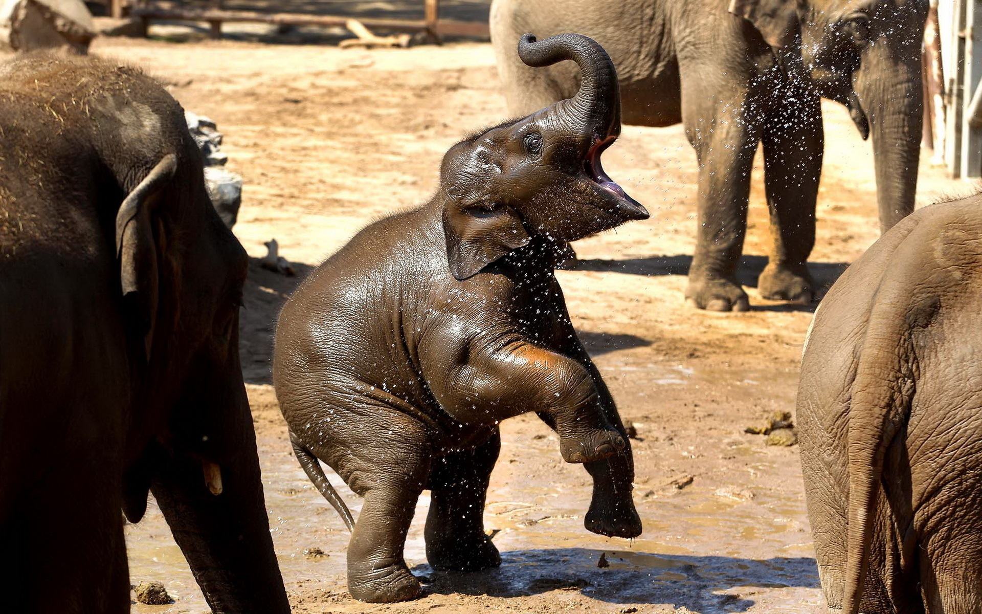 253349 descargar imagen animales, elefante asiático, elefantes: fondos de pantalla y protectores de pantalla gratis