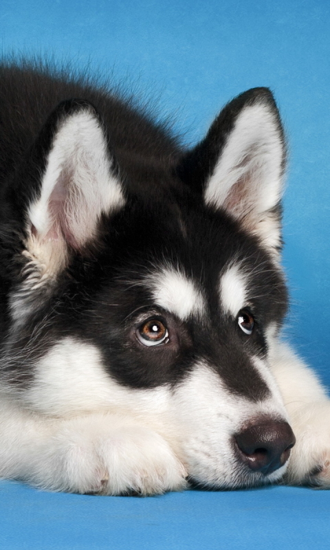 無料モバイル壁紙動物, 犬, ハスキーをダウンロードします。