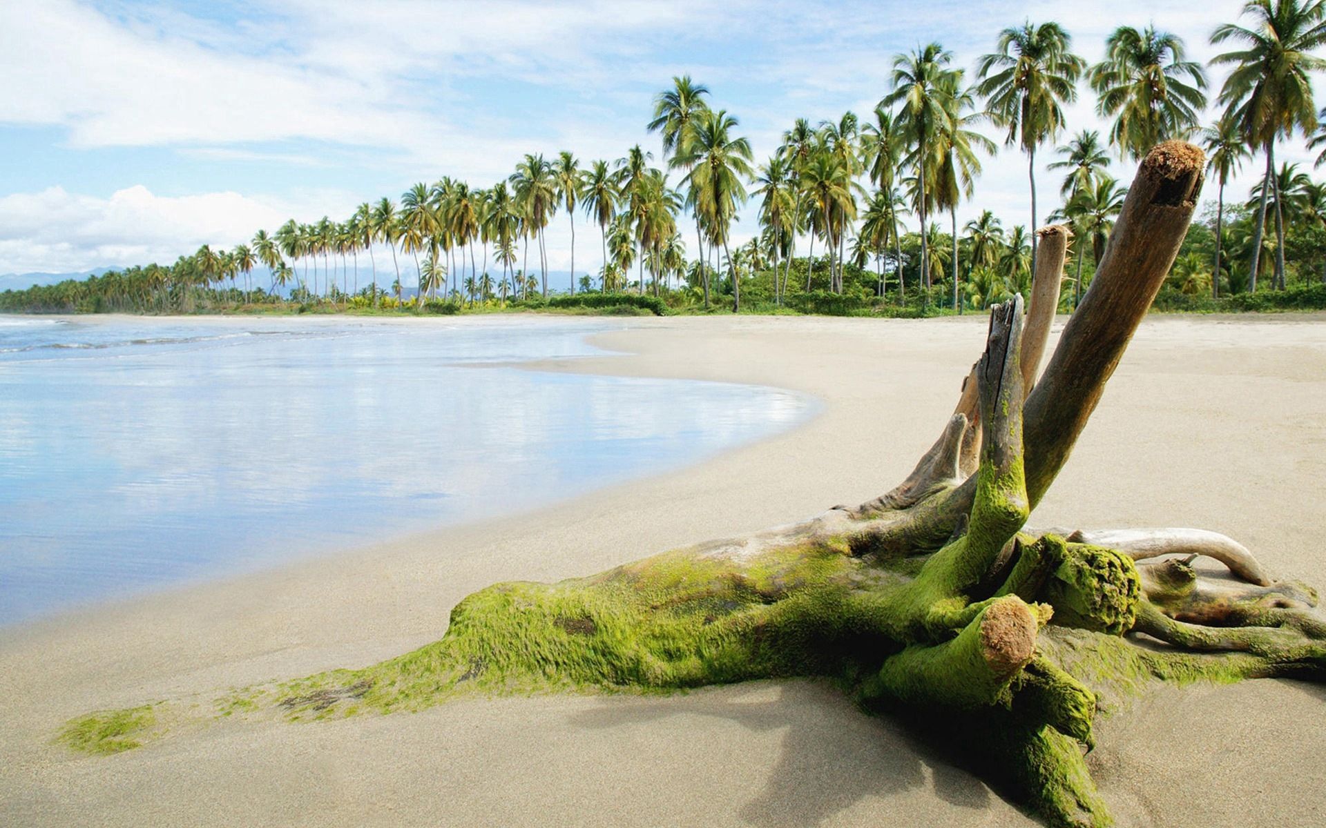 Free download wallpaper Nature, Sea, Moss, Stump, Palms, Sand, Beach on your PC desktop