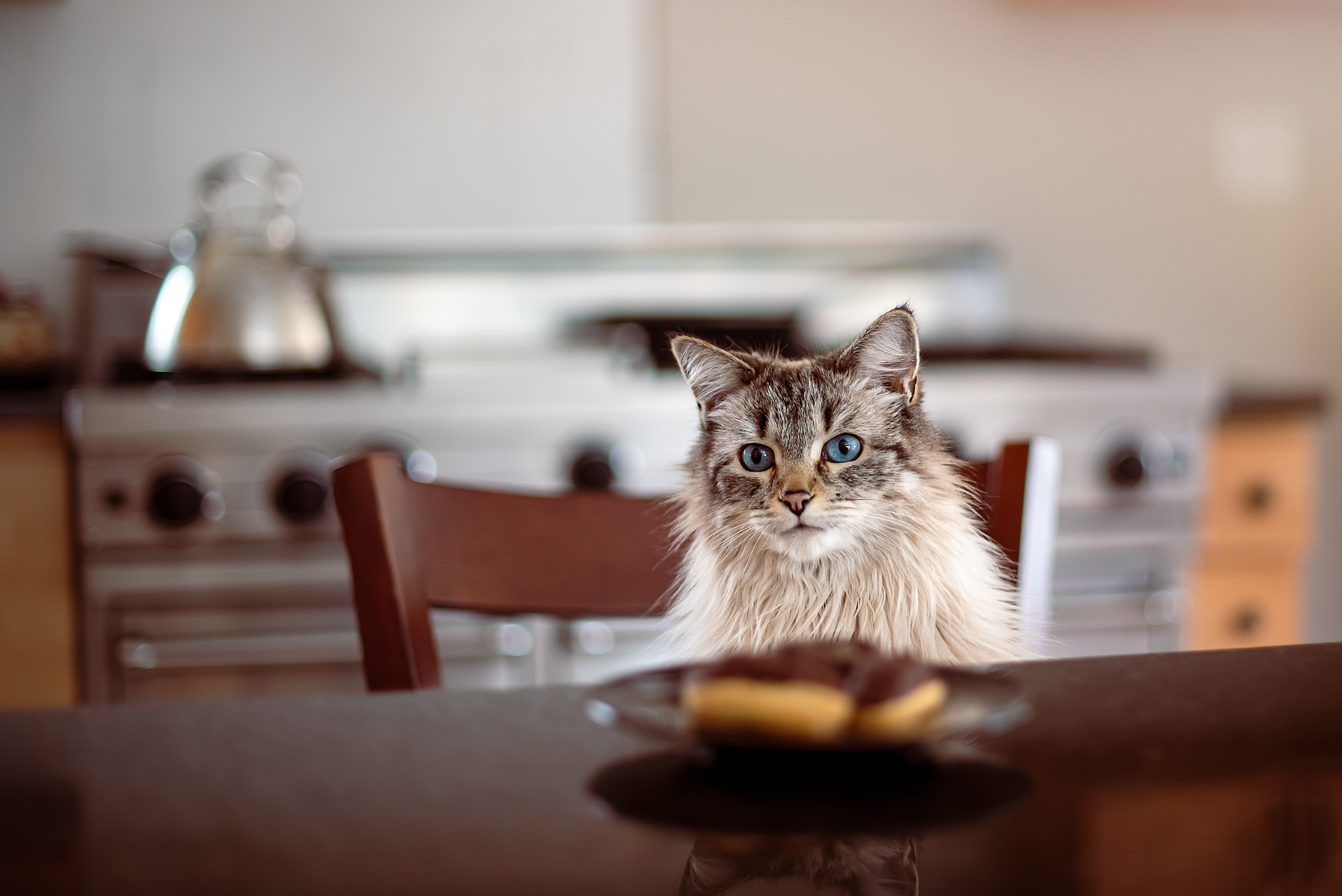 Baixe gratuitamente a imagem Gato, Gatos, Animais na área de trabalho do seu PC