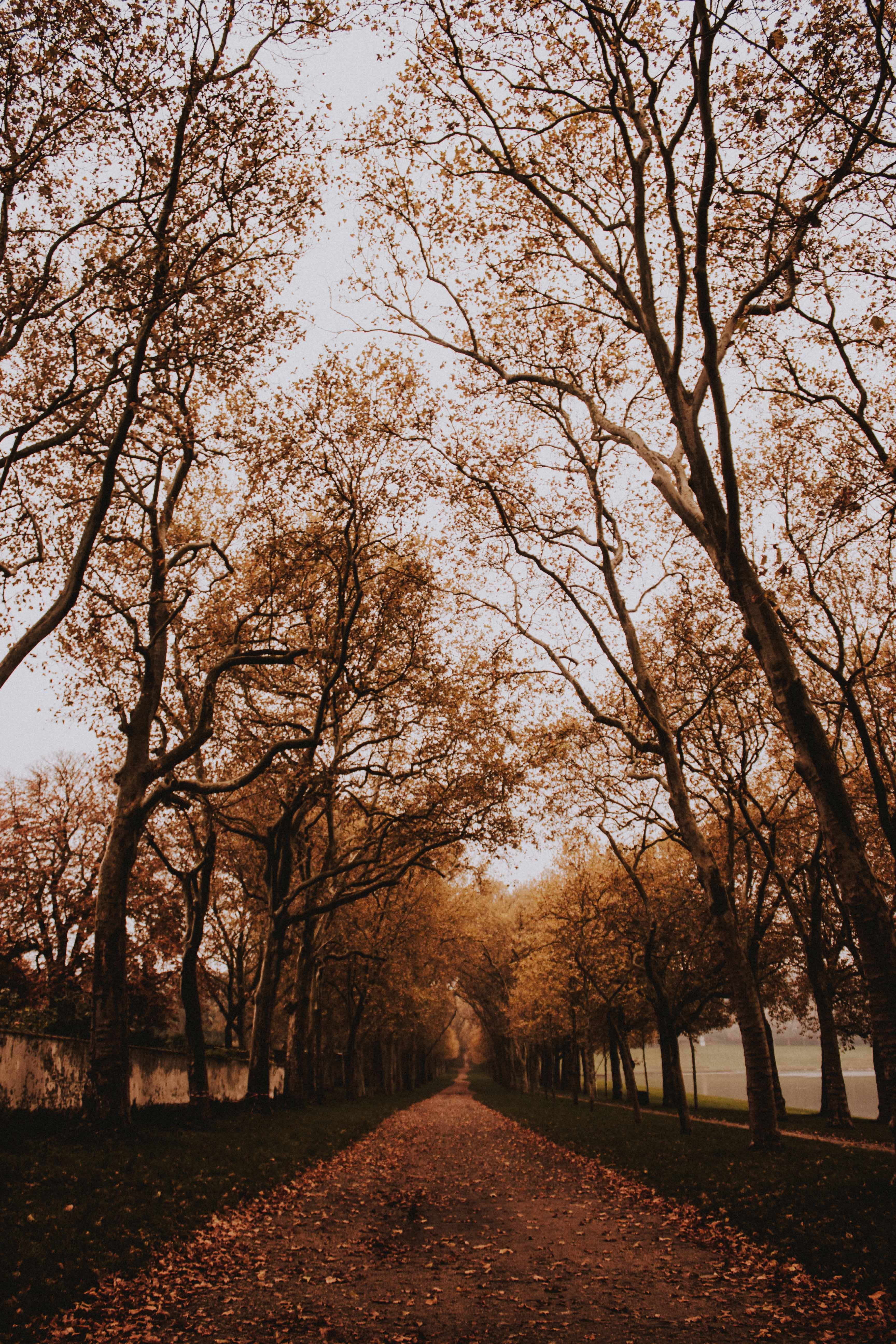 Download mobile wallpaper Path, Nature, Trees, Alley, Park, Autumn for free.