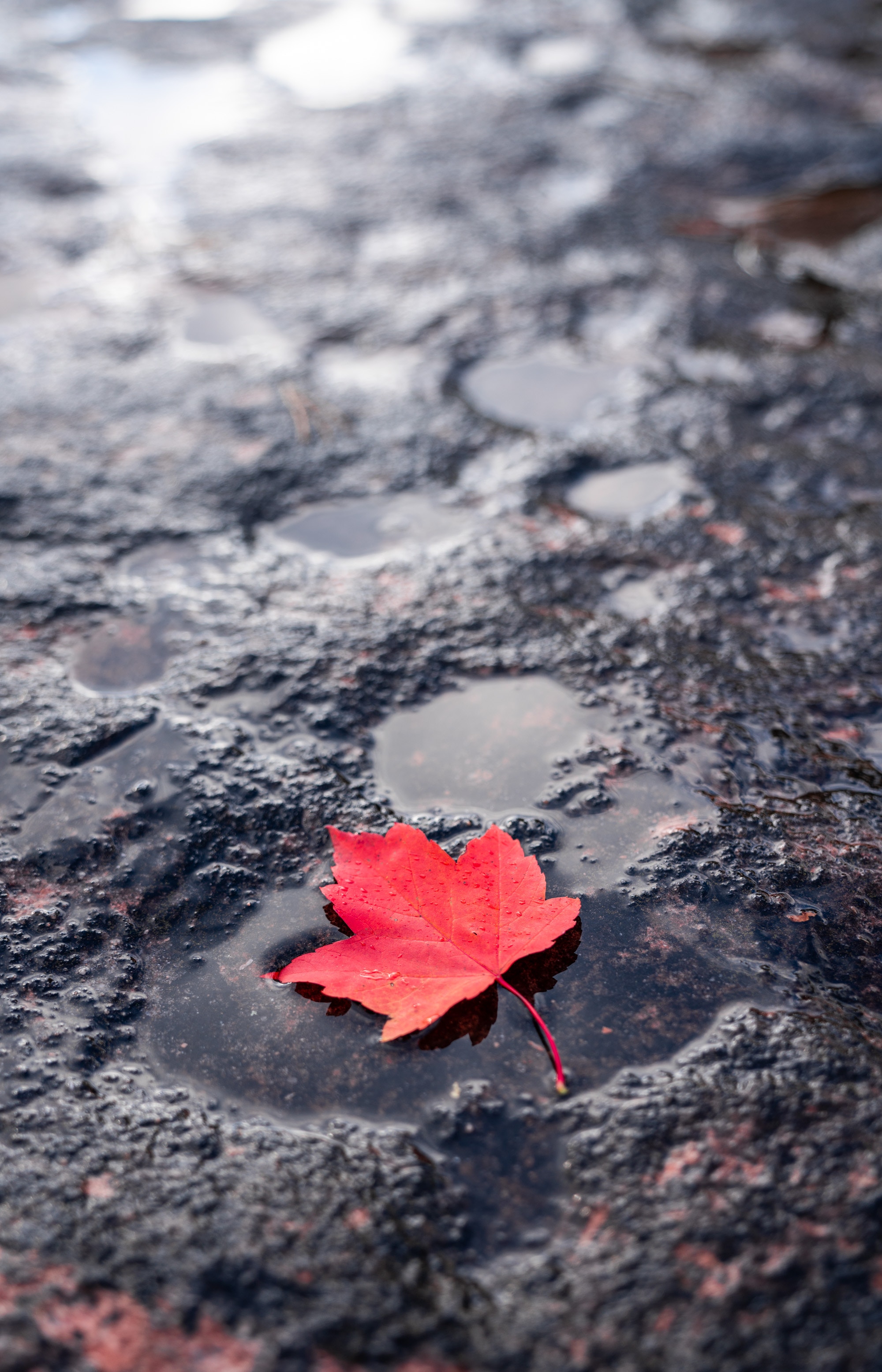 wet, leaf, after the rain, red, macro, sheet, maple, puddle