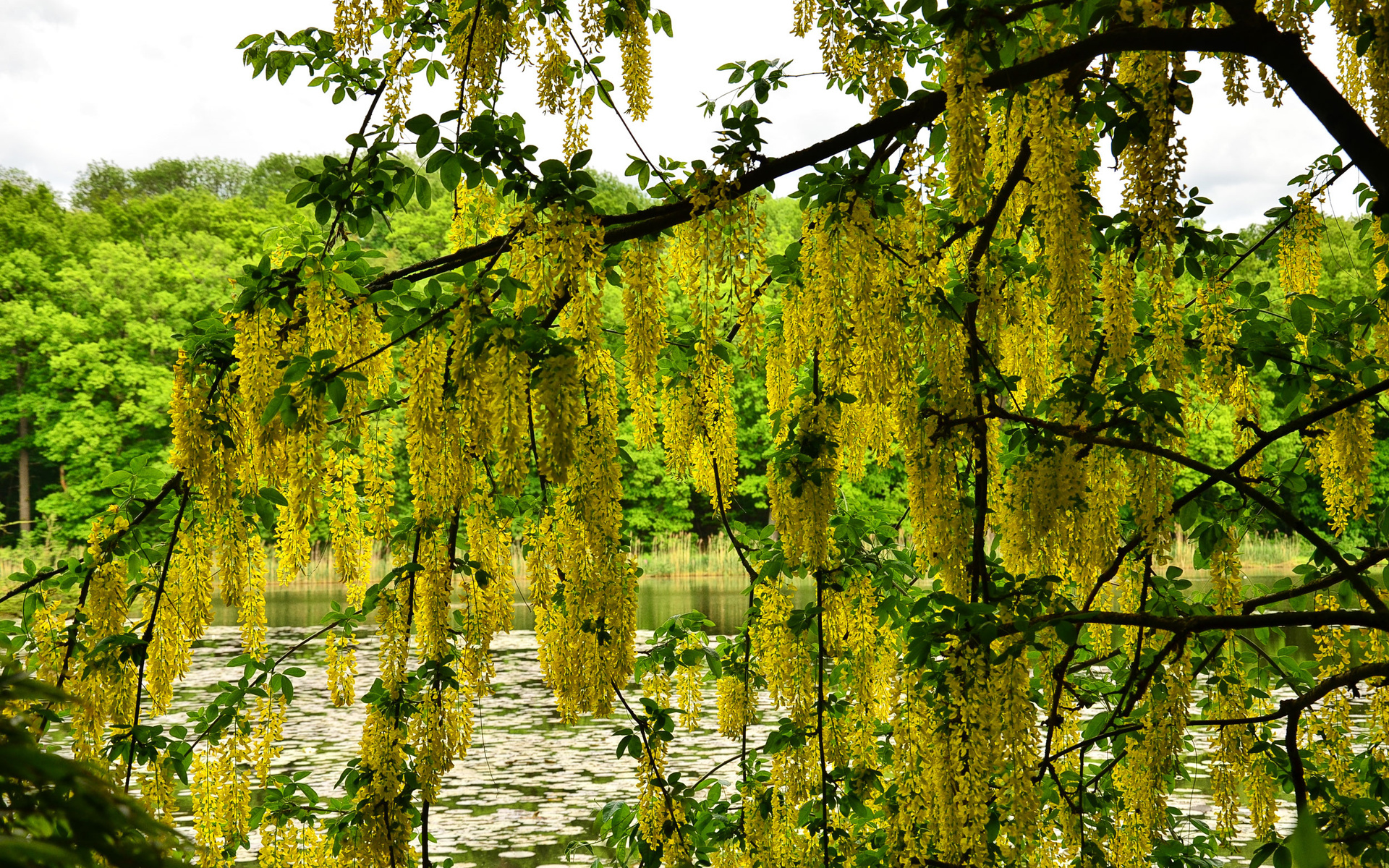 Descarga gratis la imagen Flores, Florecer, Tierra/naturaleza en el escritorio de tu PC