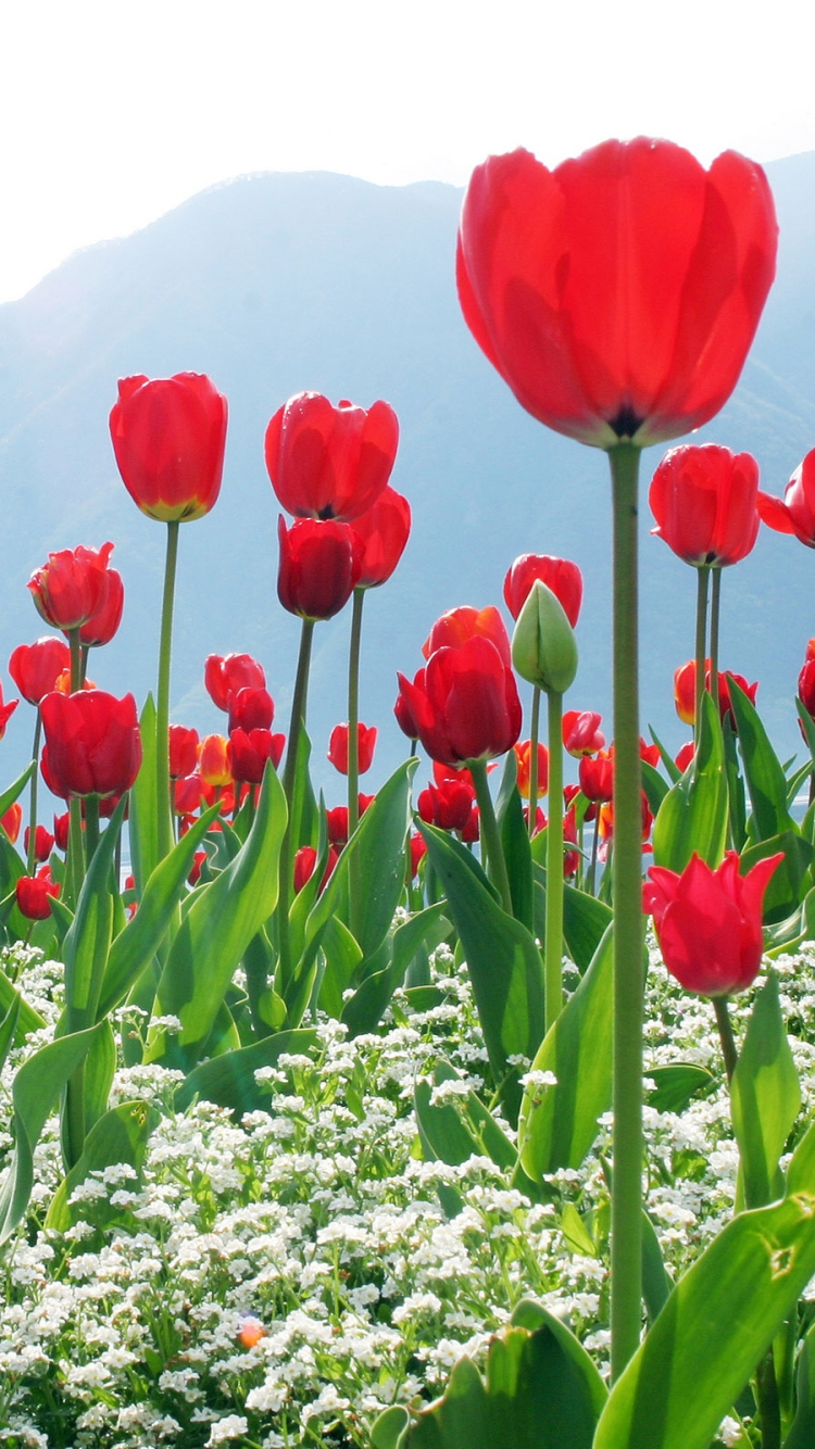 Download mobile wallpaper Flowers, Flower, Earth, Tulip, Red Flower for free.