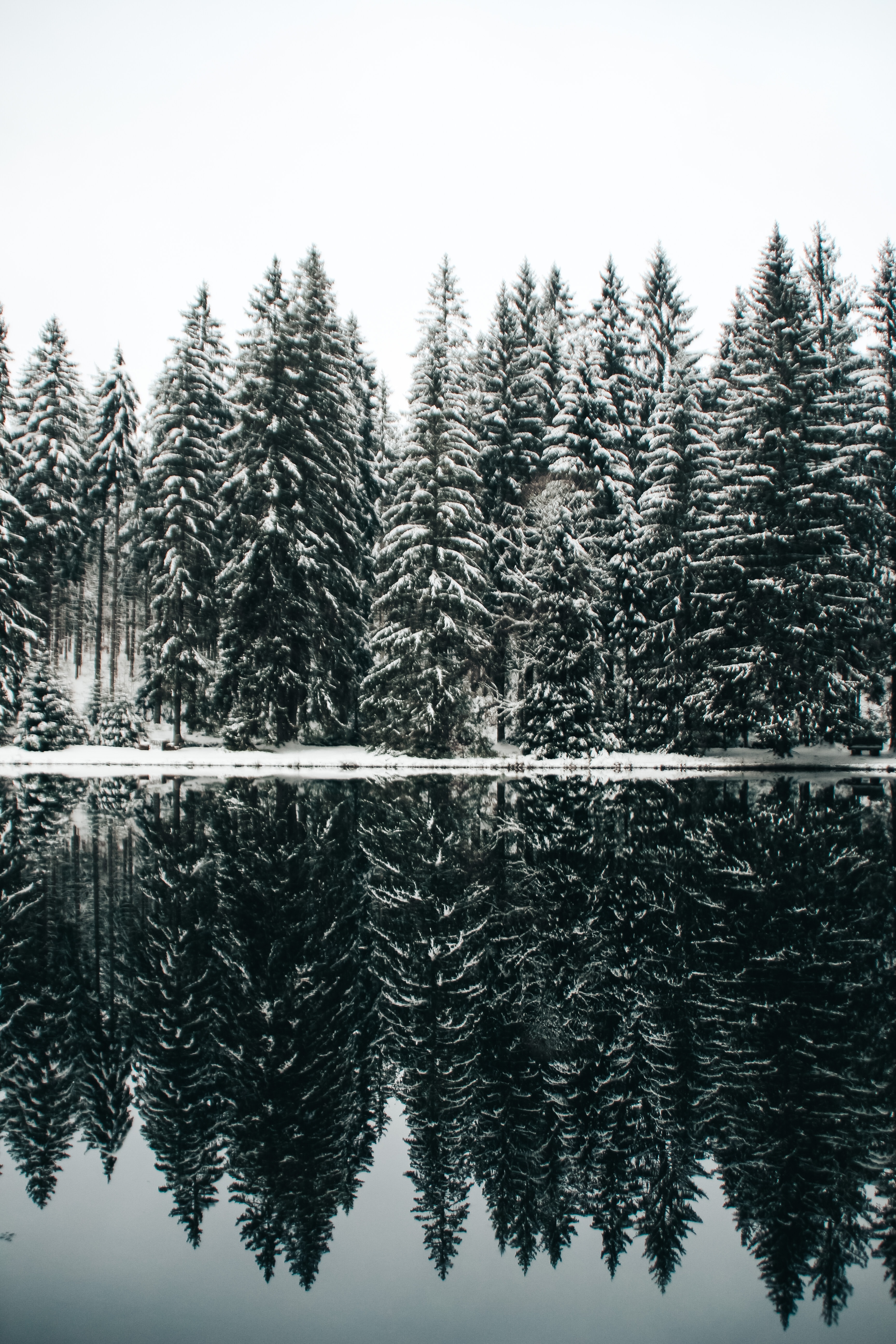 nature, trees, snow, fir trees, lake, reflection