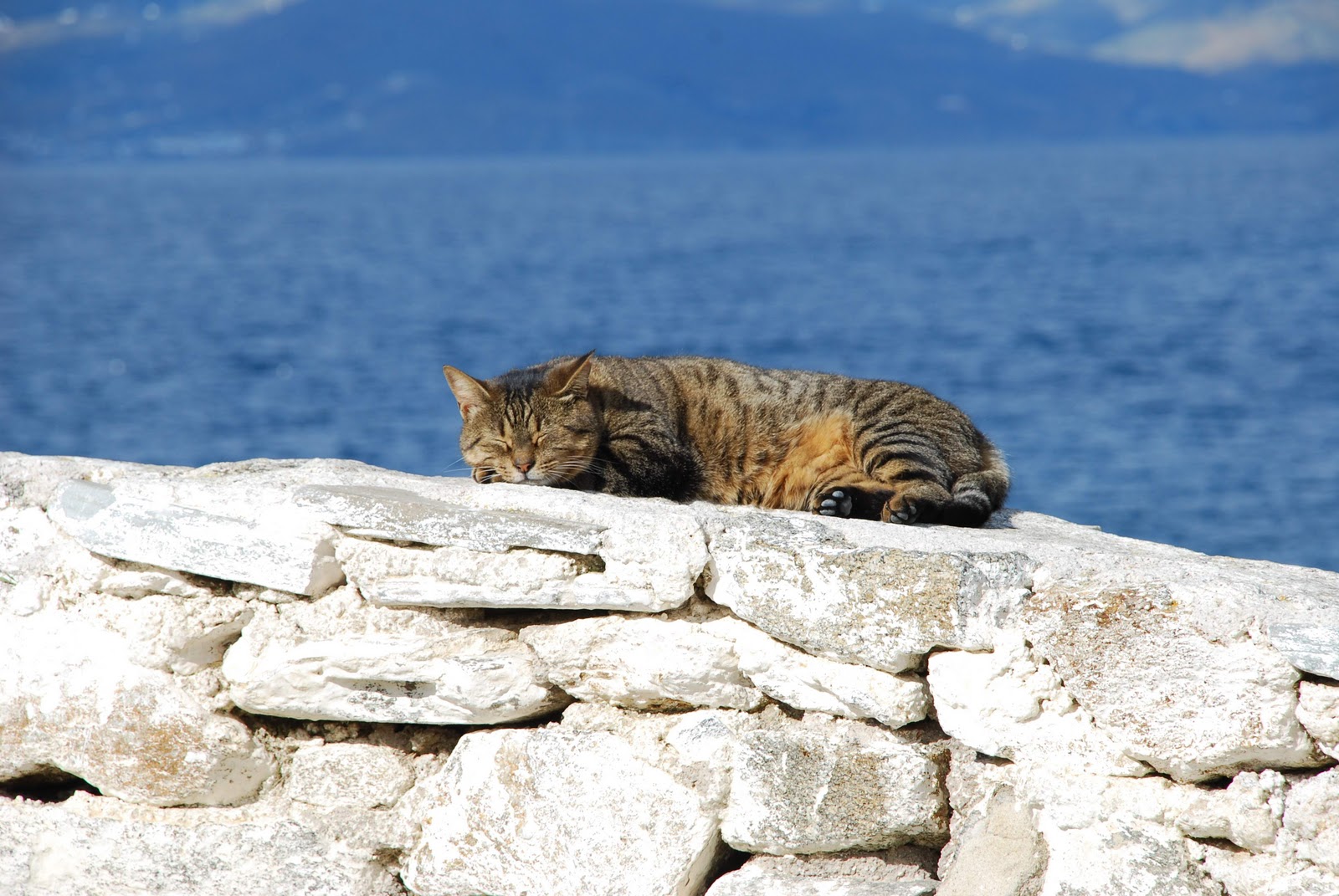 Laden Sie das Katze, Katzen, Tiere-Bild kostenlos auf Ihren PC-Desktop herunter