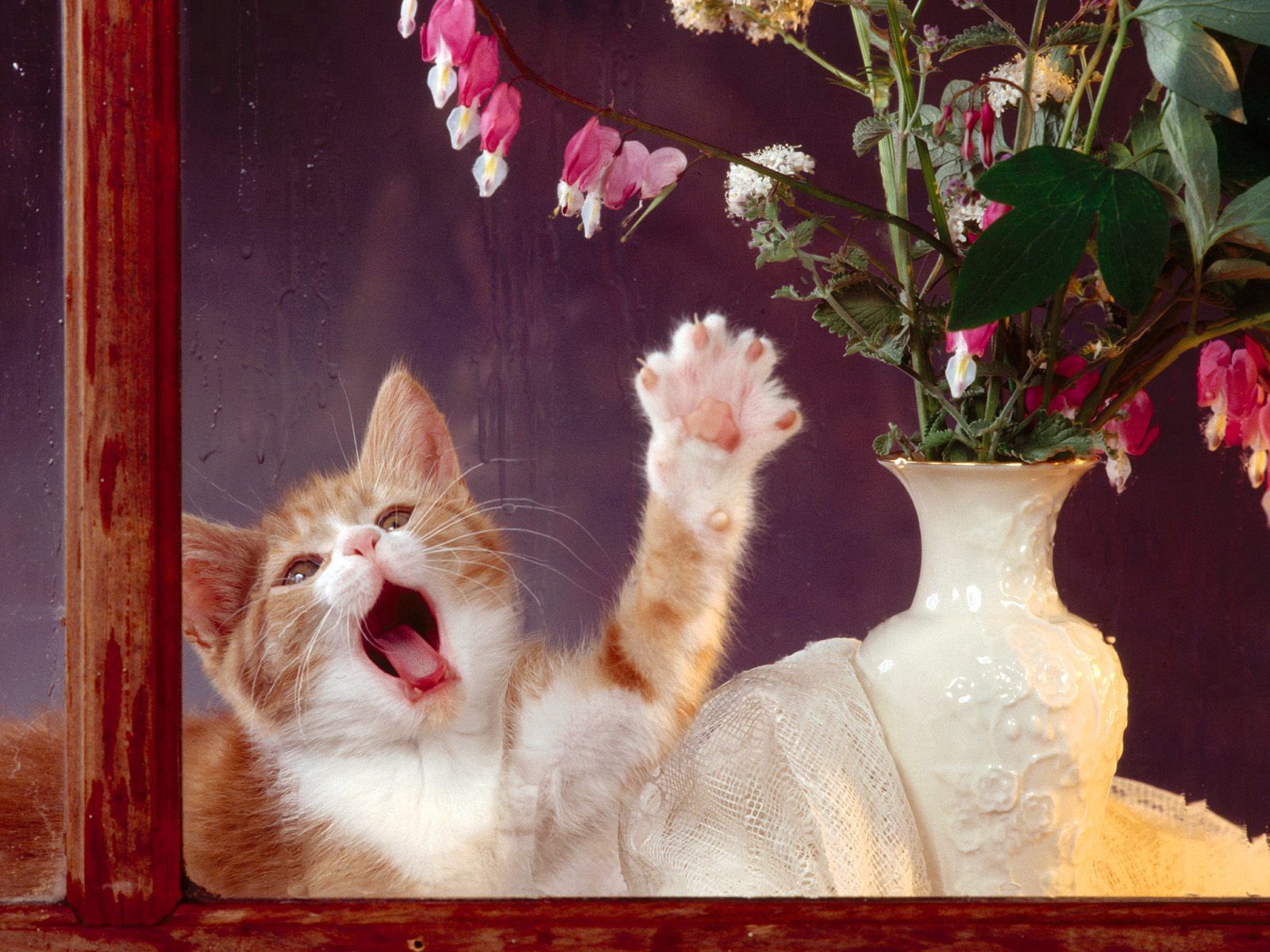 Download mobile wallpaper Kitty, Window, Playful, Animals, Kitten, Flowers, Vase for free.