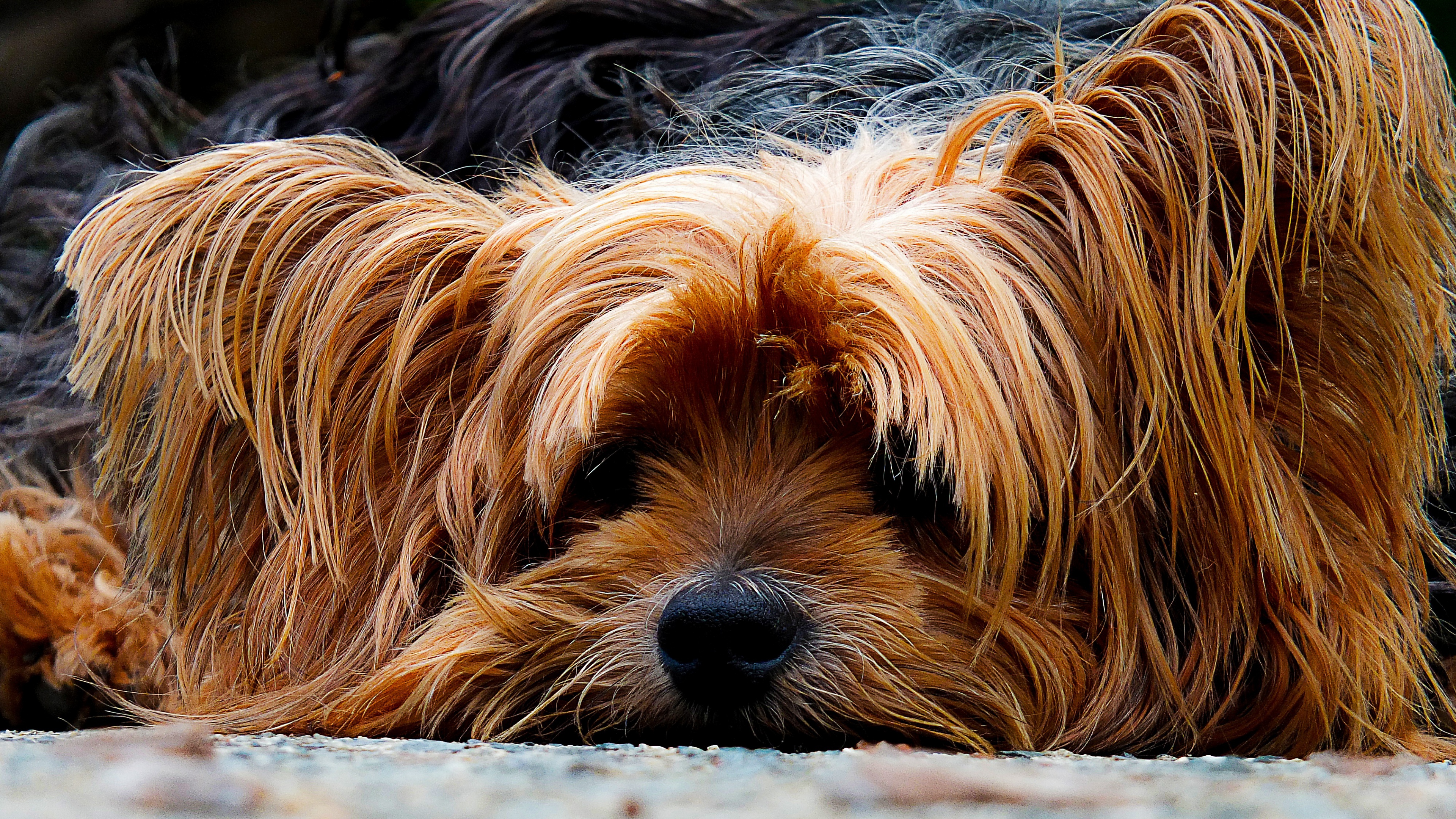 animal, yorkshire terrier, dog, dogs