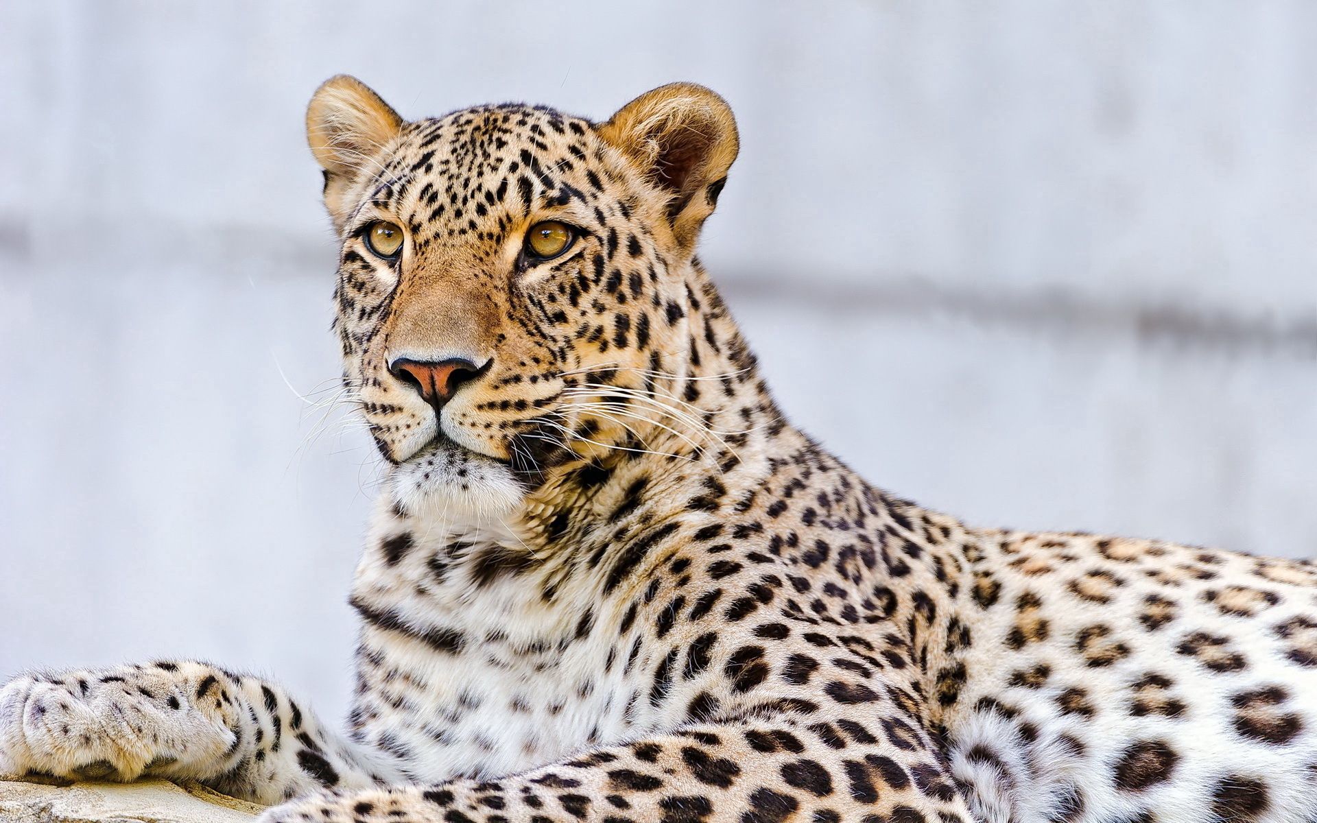 leopard, animals, to lie down, lie, muzzle, predator phone background