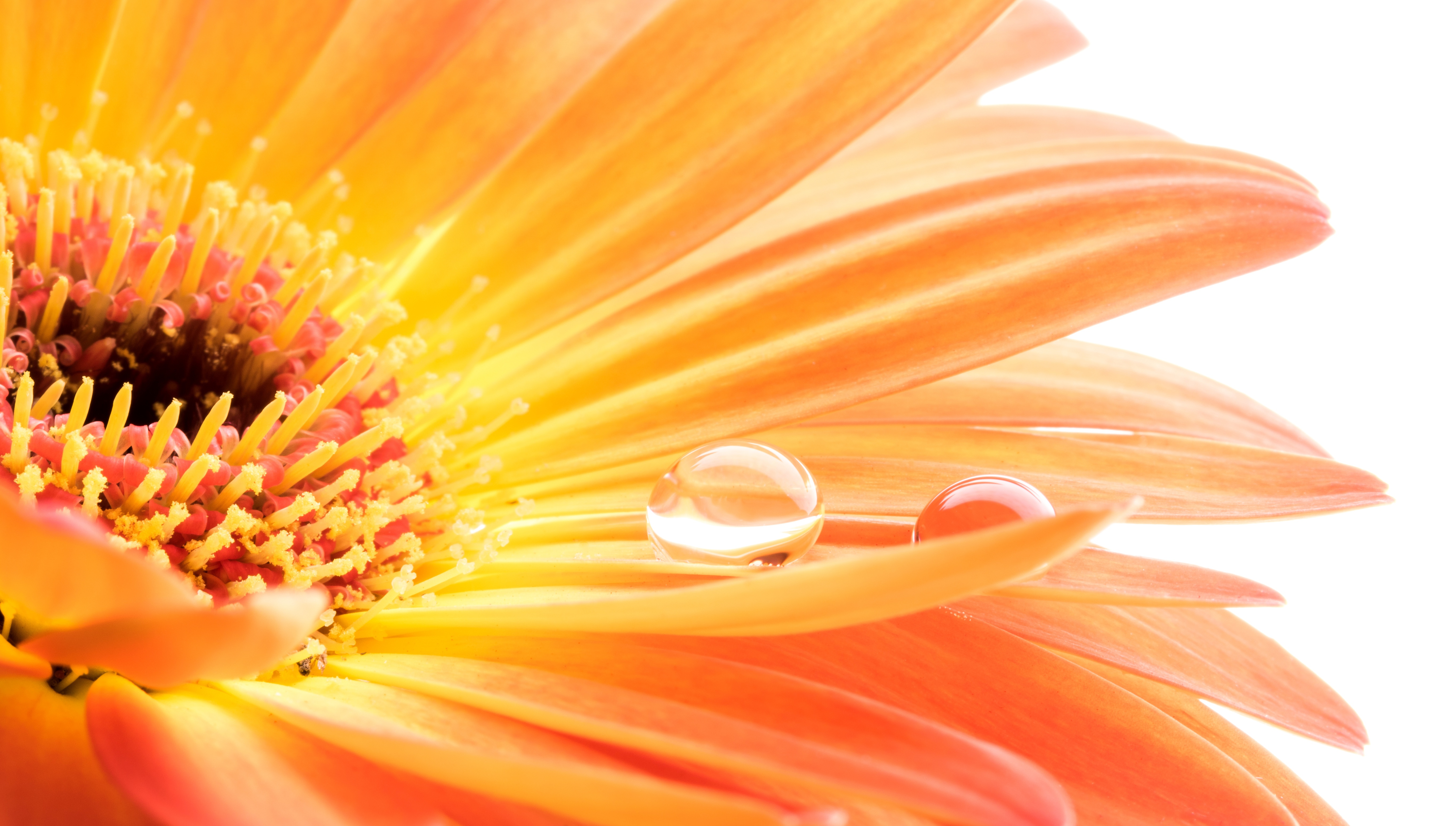 Descarga gratis la imagen Naturaleza, Flores, Gerberas, Flor, Tierra/naturaleza, Gota De Agua, Macrofotografía en el escritorio de tu PC