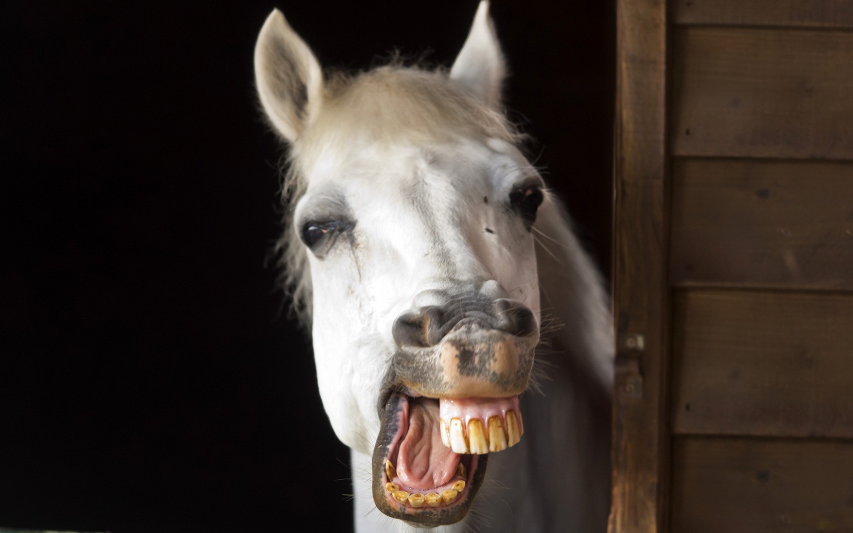 Free download wallpaper Animal, Horse on your PC desktop