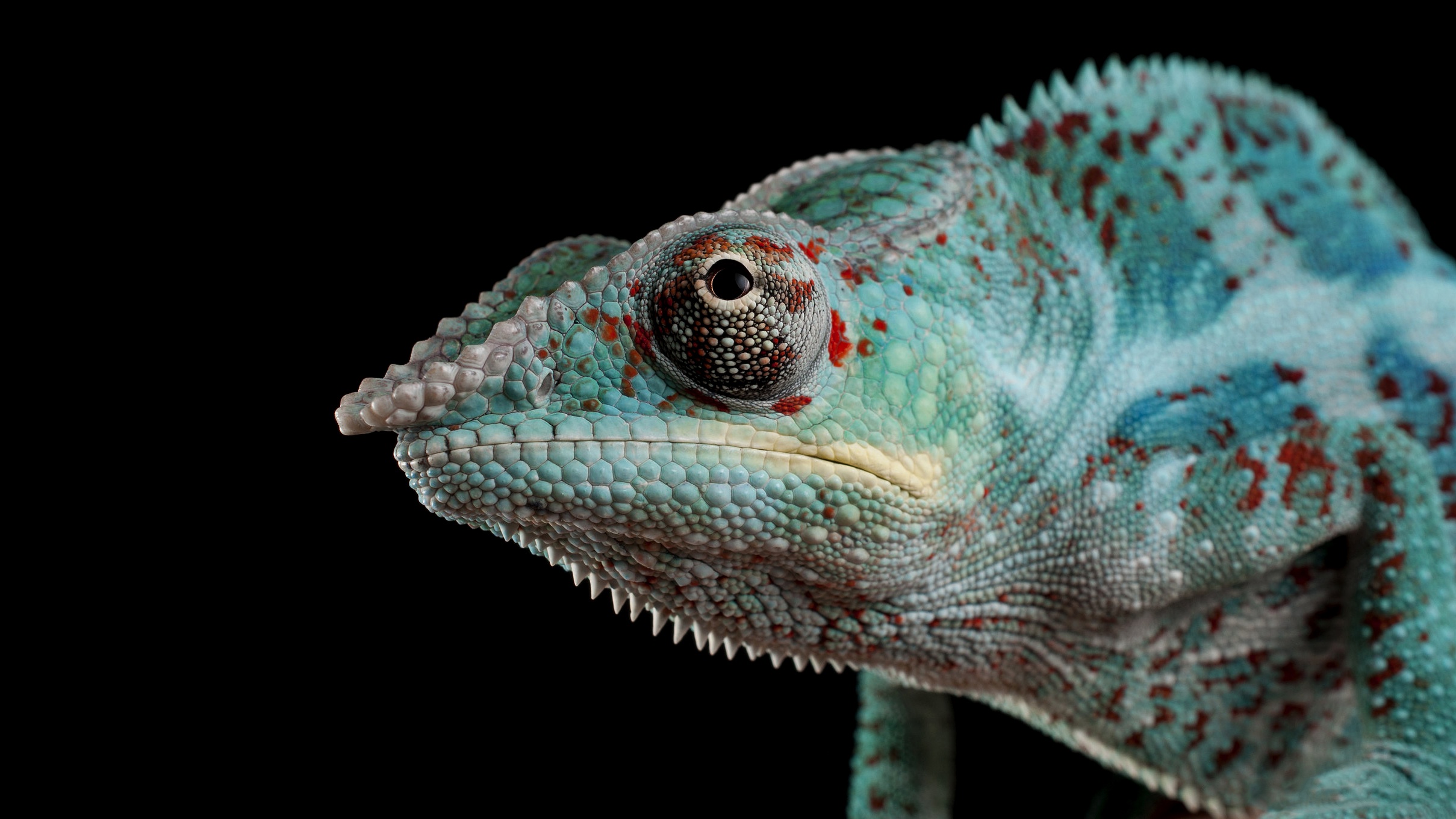 Download mobile wallpaper Animal, Chameleon, Reptiles for free.