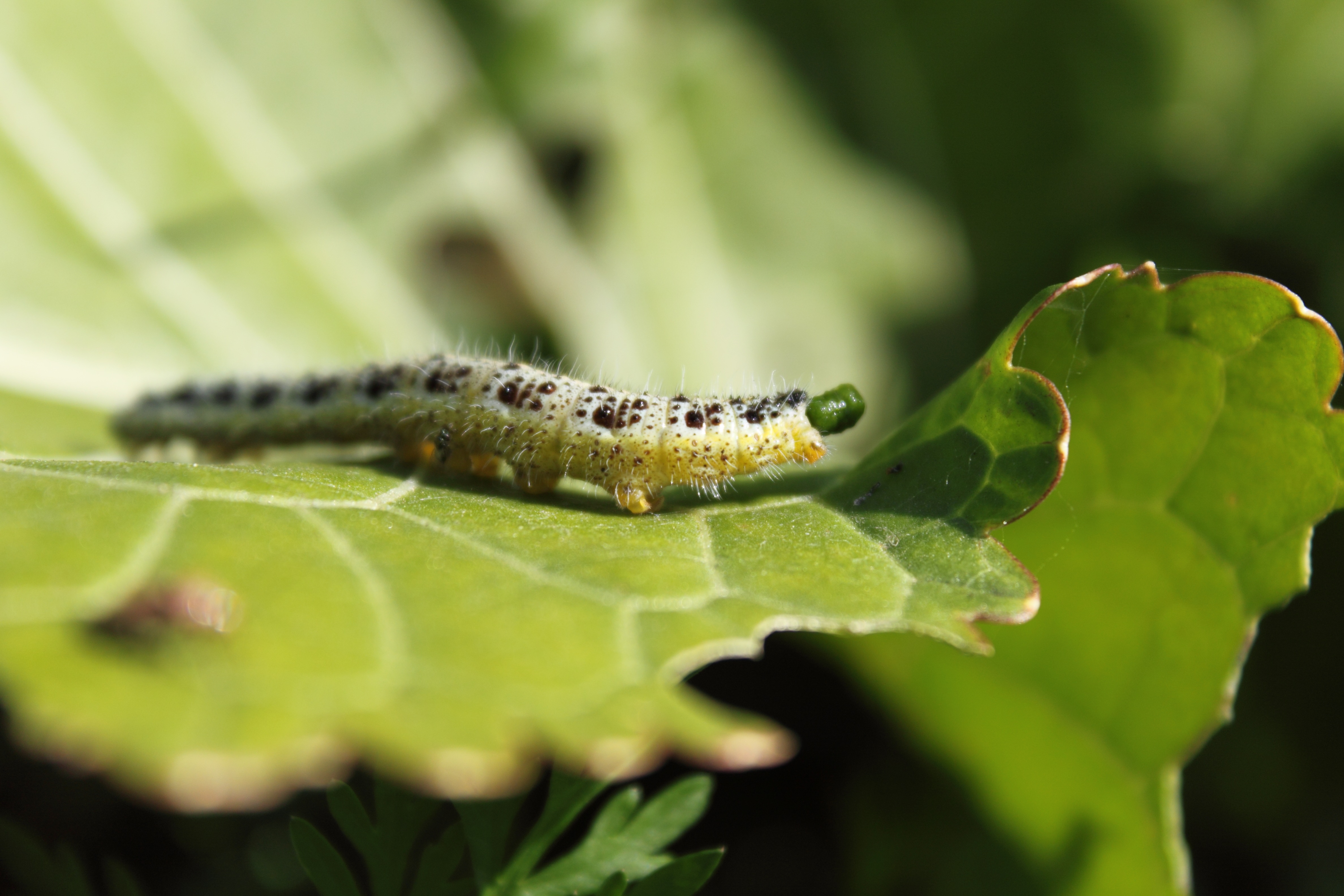 Download mobile wallpaper Caterpillar, Sheet, Macro, Leaf, Insect for free.