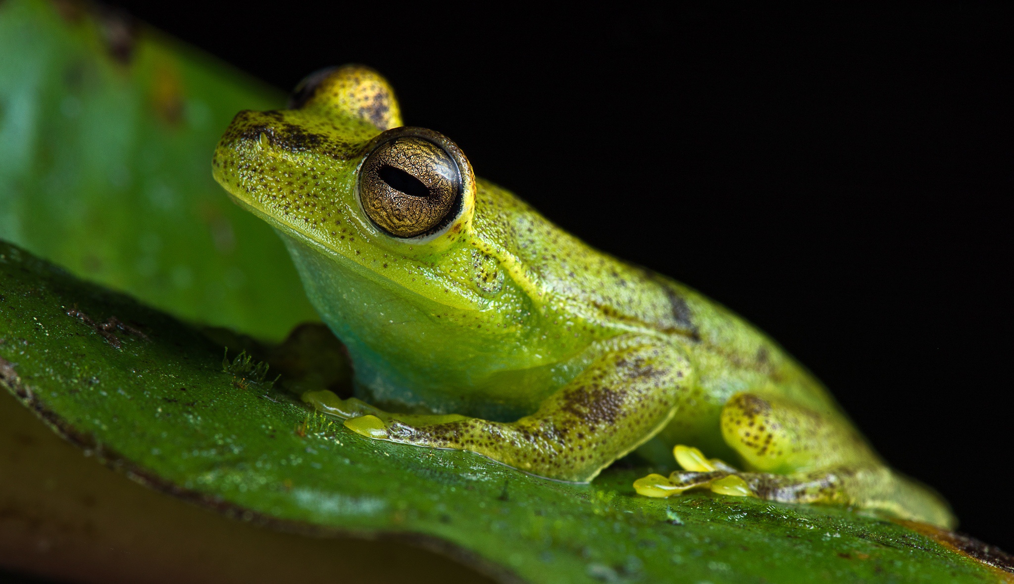 animal, frog, amphibian, close up, green, frogs