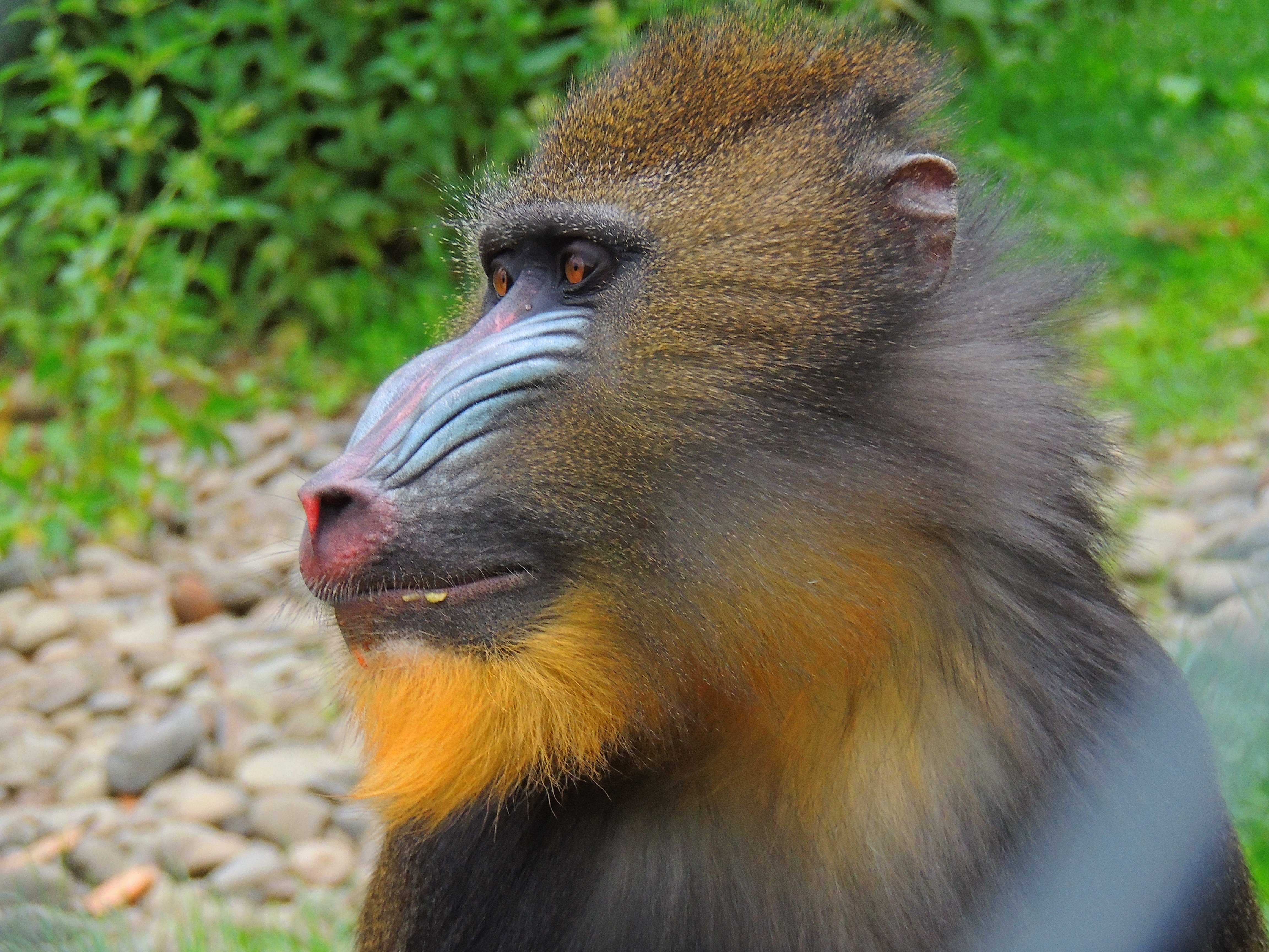 393812 descargar fondo de pantalla animales, mandril, mono, monos: protectores de pantalla e imágenes gratis