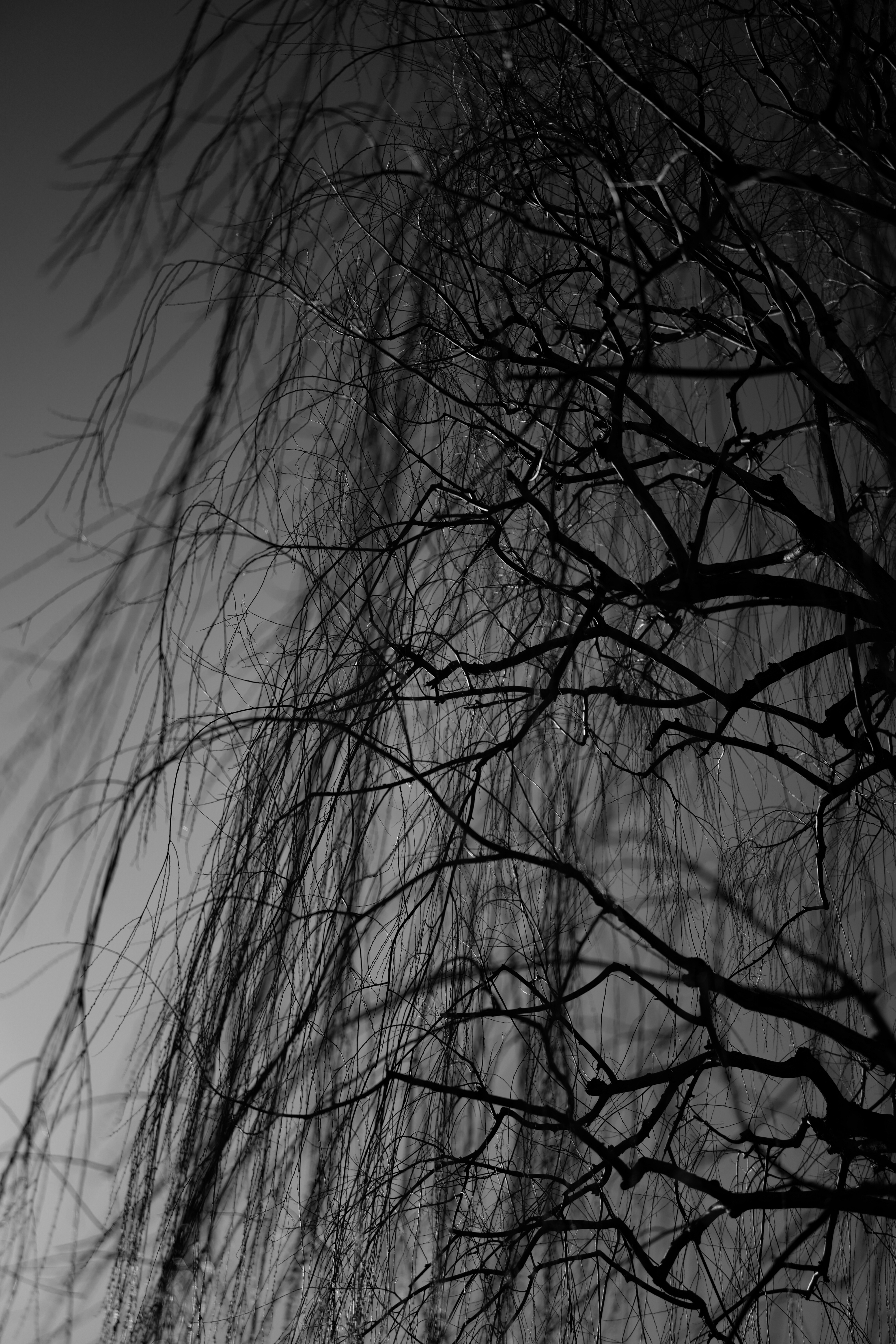Free download wallpaper Wood, Tree, Branches, Bw, Nature, Chb, Dark on your PC desktop