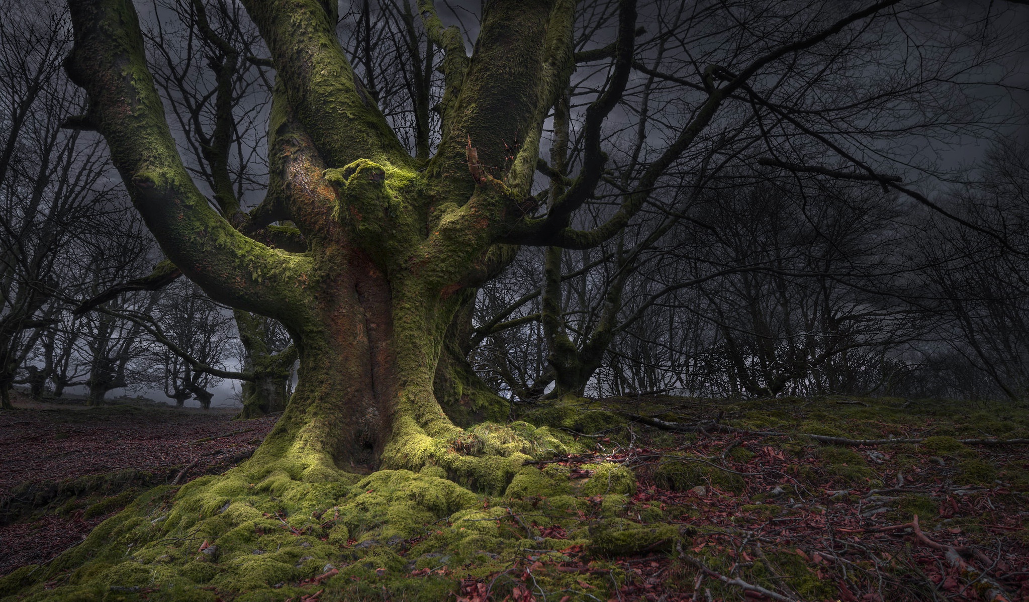 Descarga gratuita de fondo de pantalla para móvil de Naturaleza, Árbol, Musgo, Tierra/naturaleza.