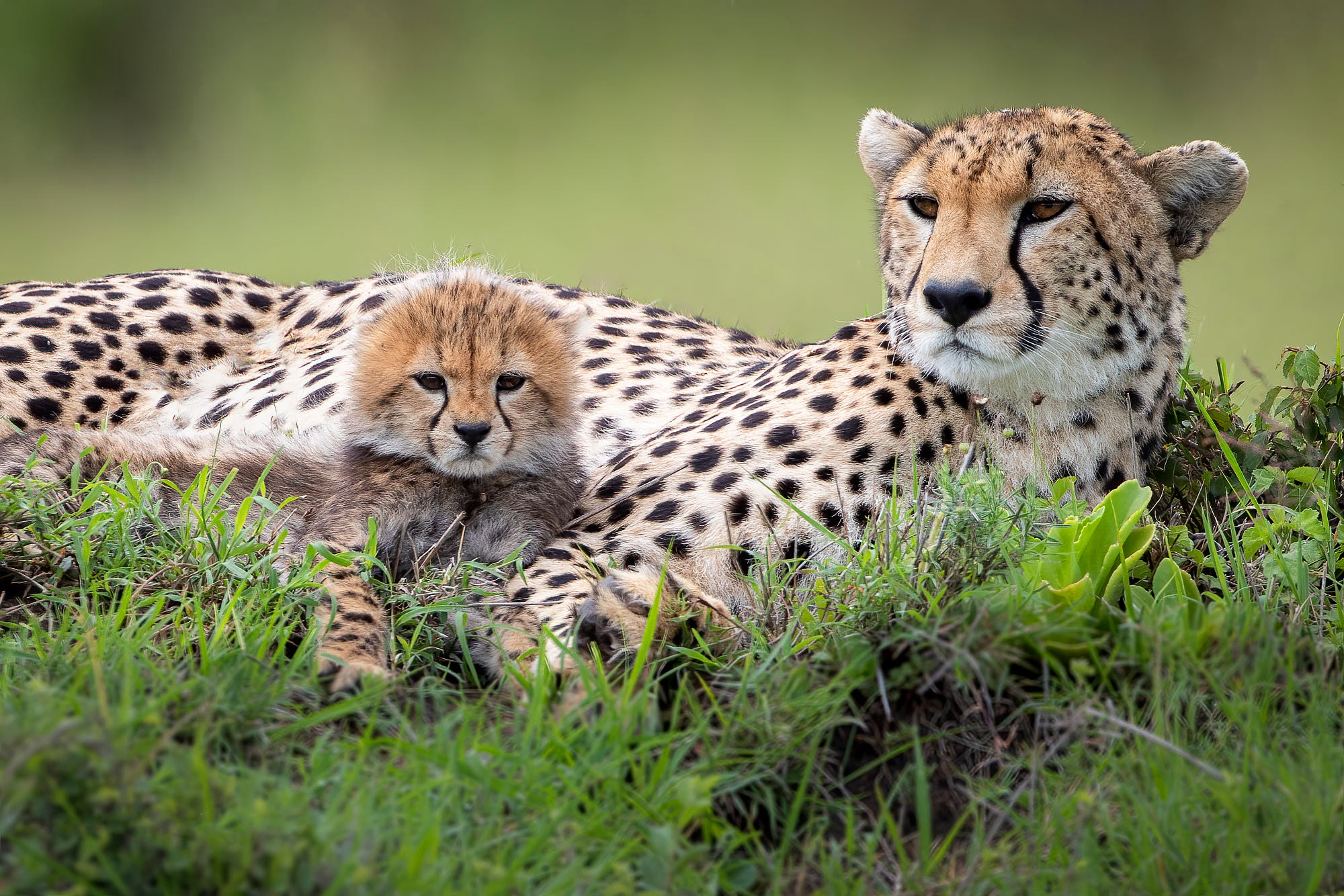 Download mobile wallpaper Cats, Cheetah, Animal, Baby Animal, Cub for free.