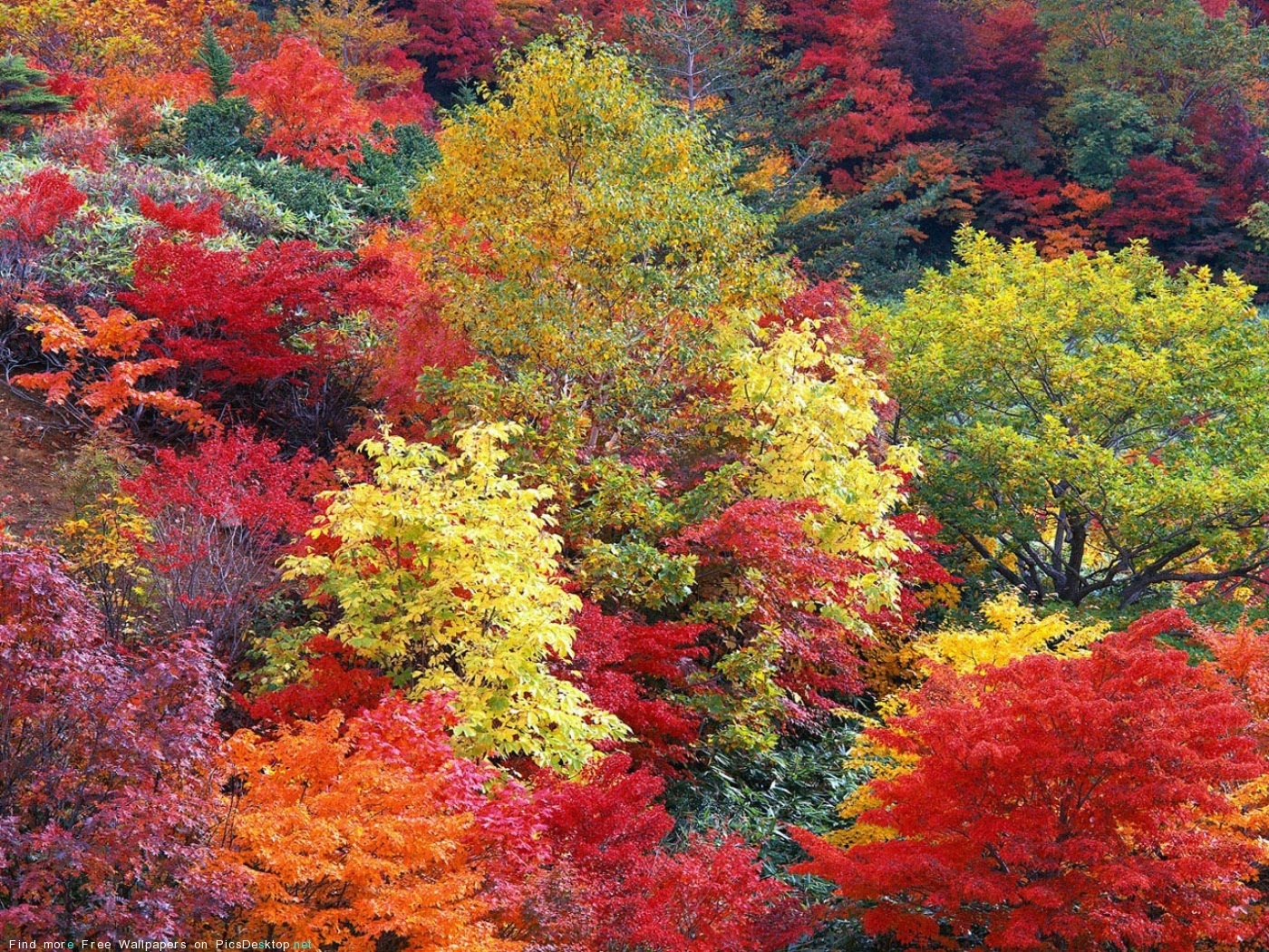 PCデスクトップに木, 秋, 風景画像を無料でダウンロード