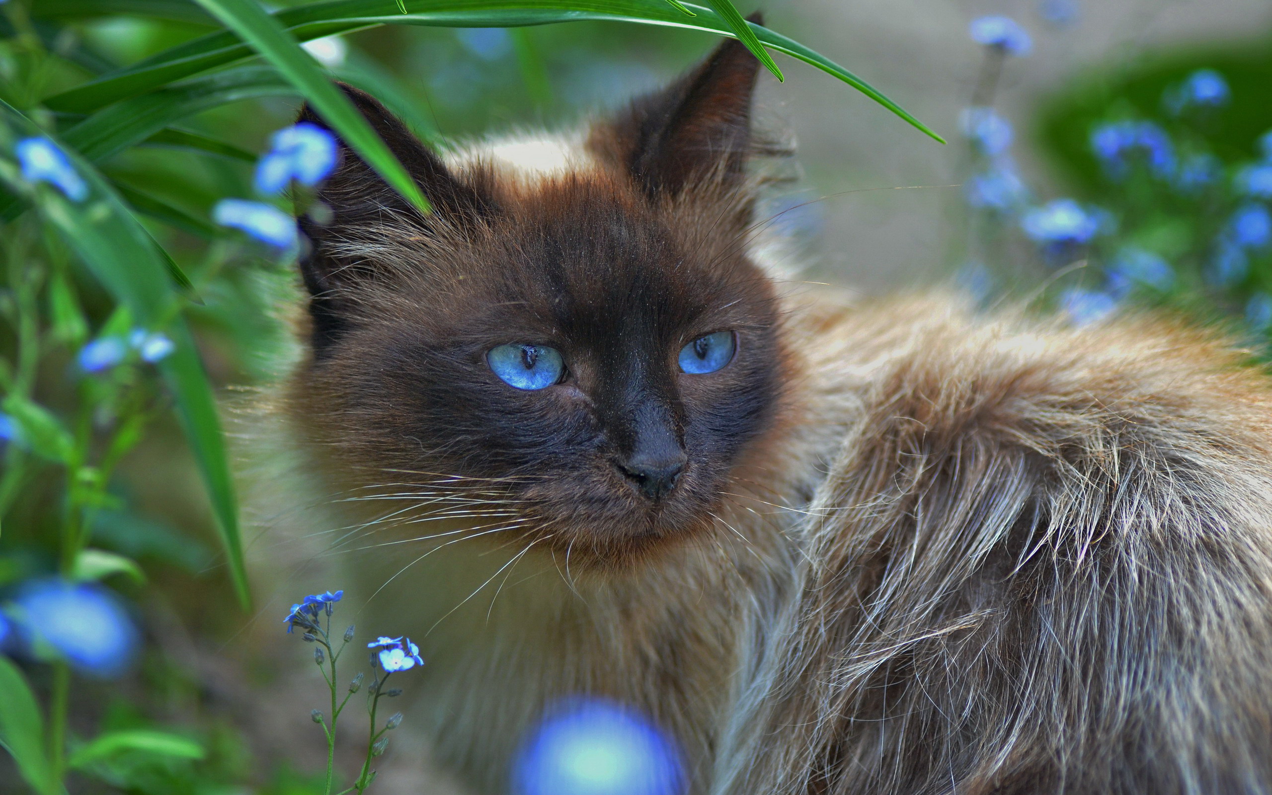 Laden Sie das Tiere, Katzen, Katze, Flauschige, Blaue Augen-Bild kostenlos auf Ihren PC-Desktop herunter