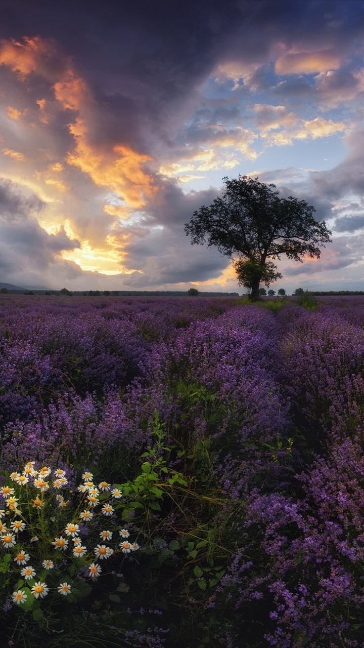 Download mobile wallpaper Nature, Flowers, Tree, Earth, Field, Cloud, Lavender, Purple Flower for free.